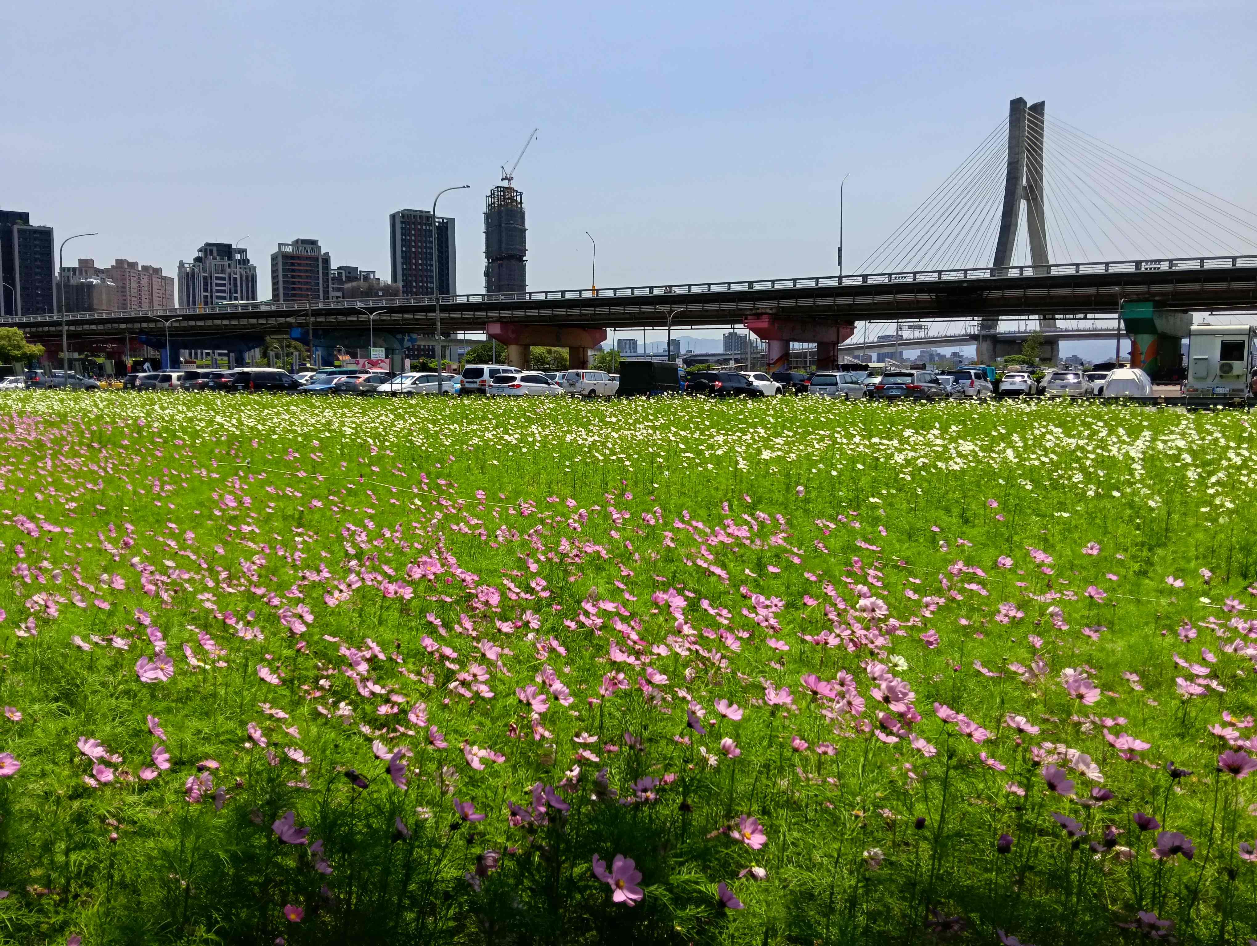  拋開城市喧囂及煩惱，一起來新北大都會公園賞花雀躍一夏