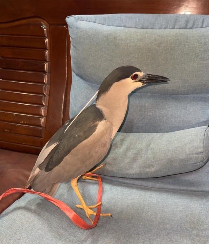 夜鷺特殊外型及行為偶爾會被誤認為&rdquo;企鵝&rdquo;同類。