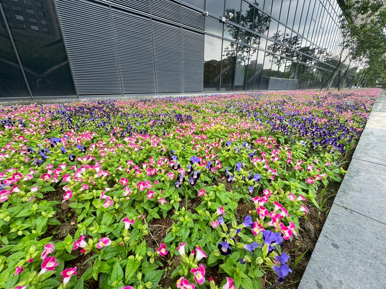 為迎接世壯運  新北景觀處於中和國民運動中心周邊進行綠美化工程  打造花園城市迎賓