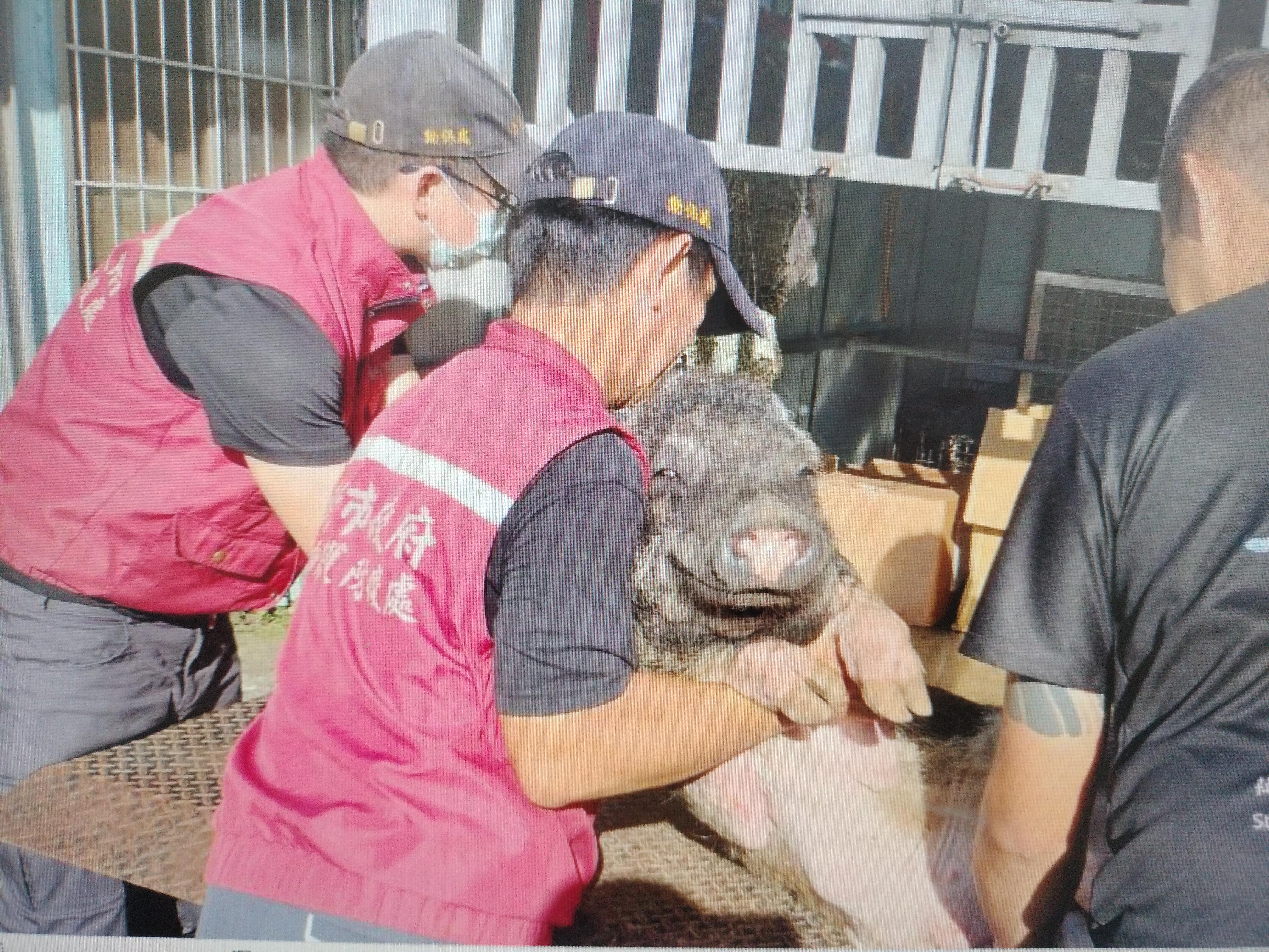 山豬救援成功動物管制車載回醫療。