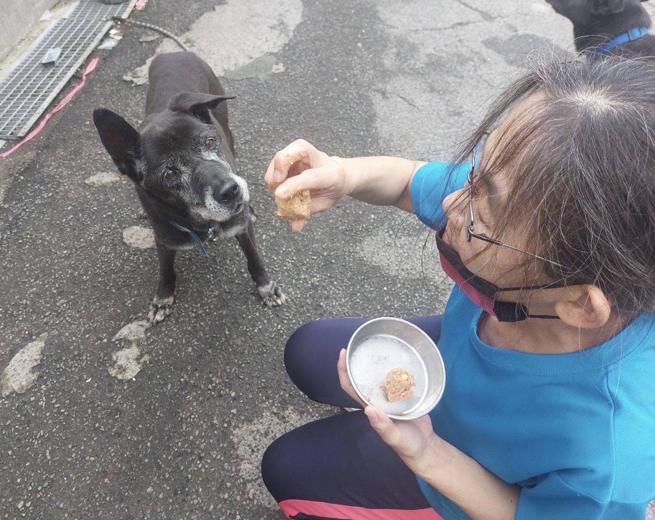 中和動物之家動保員文季嬌一口口餵食老犬。
