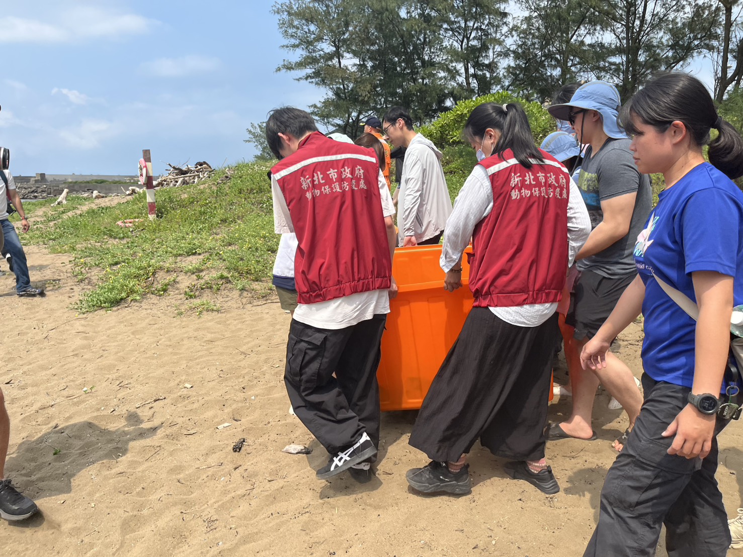 救援團隊搬運海龜
