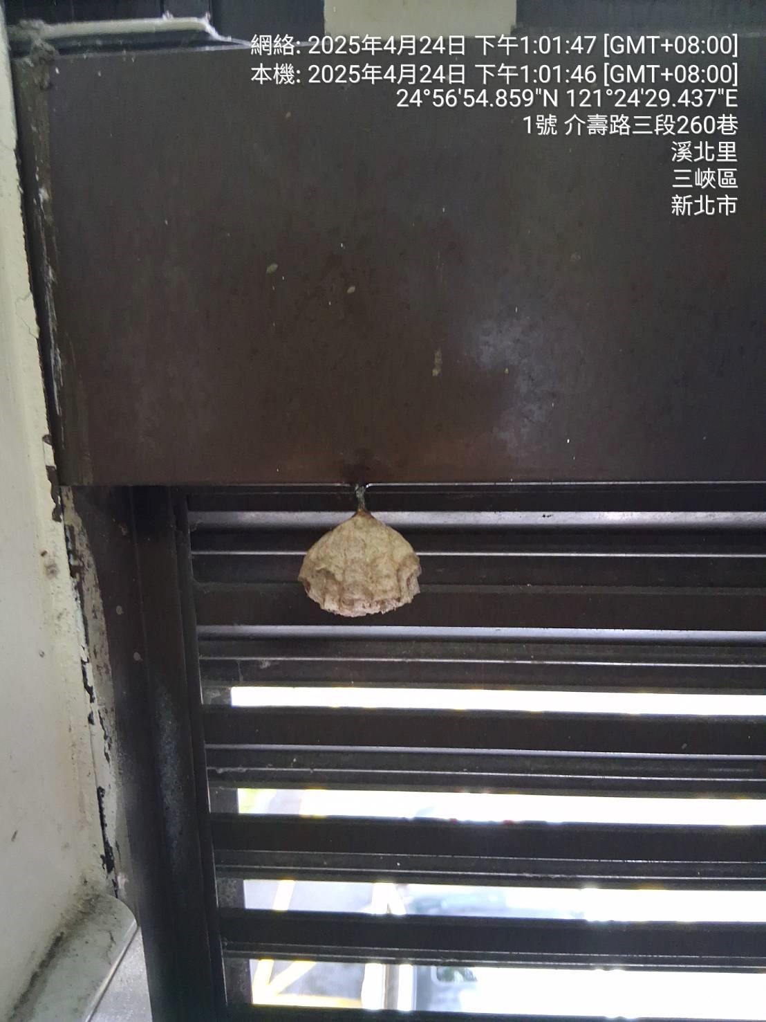  胡蜂巢呈現蓮蓬頭型