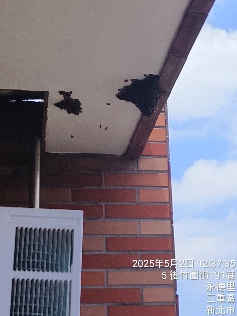 蜂群聚集於民眾住家屋簷下