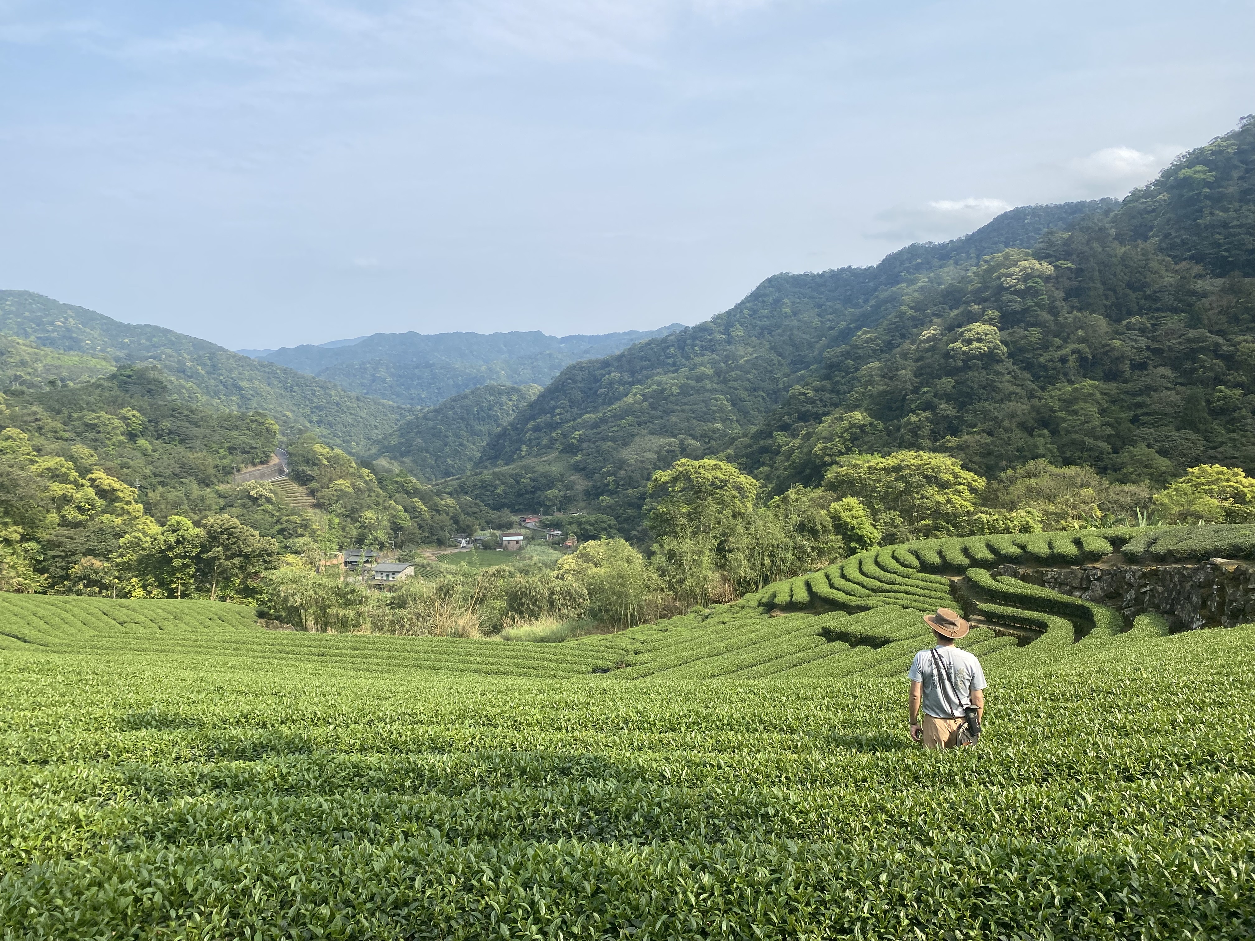 坪林優質好茶，暑假最佳消暑勝地
