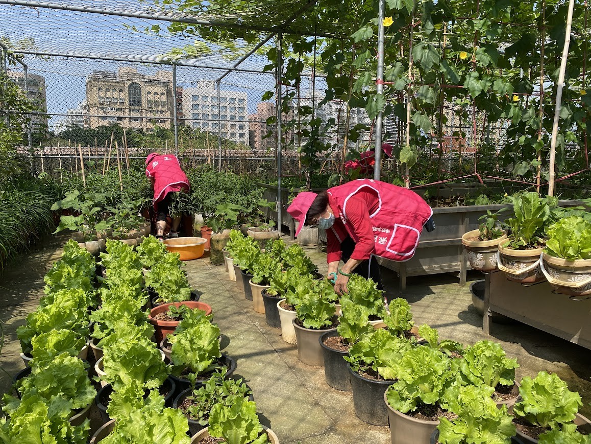 愛心農場不僅提供里民種植體驗及志工聯誼基地，農場的收成更提供給社區關懷據點供餐，非常具有意義