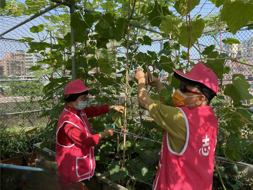 愛心農場成功吸引周邊長者加入栽培行列，成為都市療癒與園藝療育的最佳場所