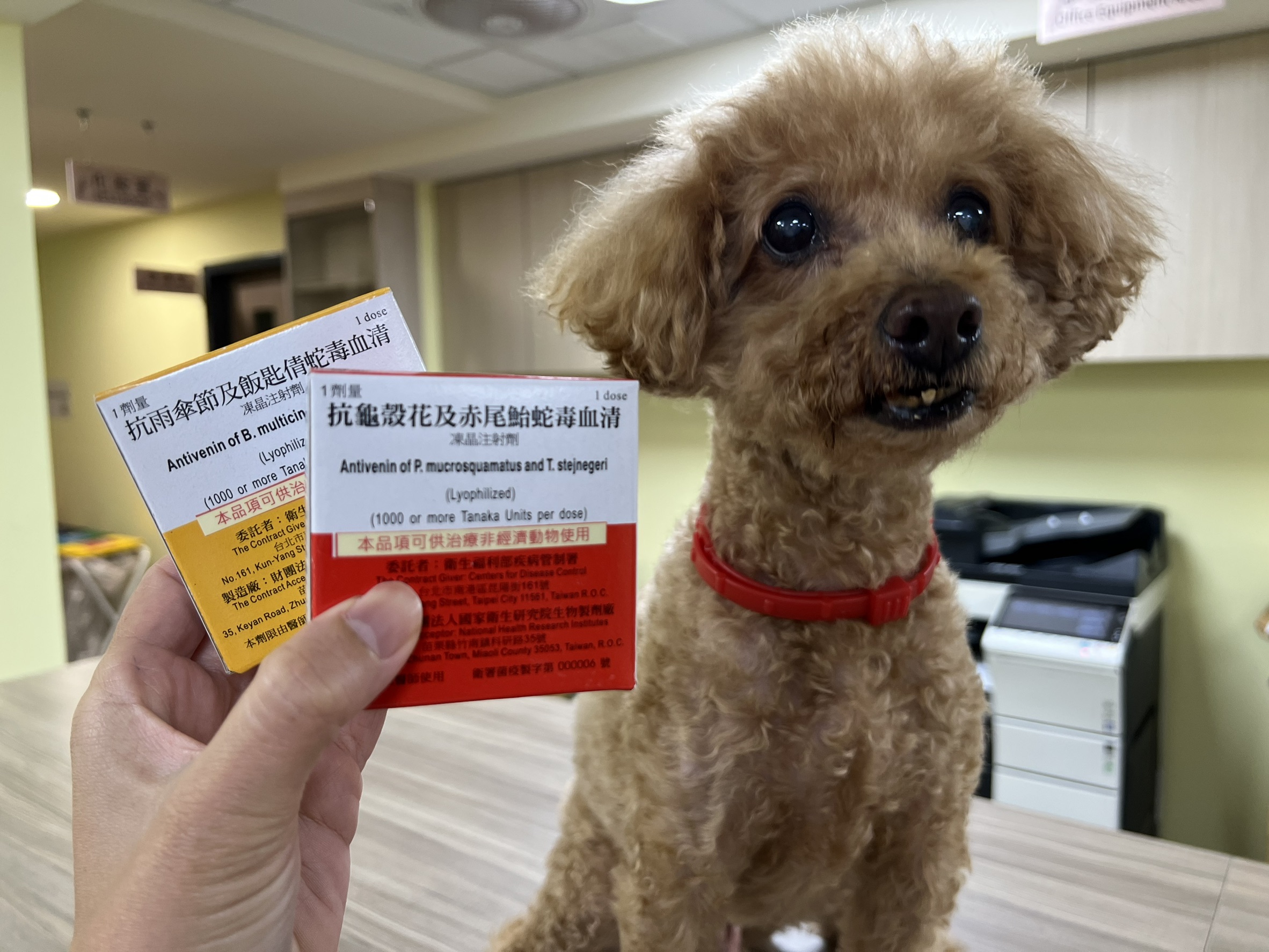  動保處準備抗蛇毒血清可供新北市轄內動物醫院聯繫取得。