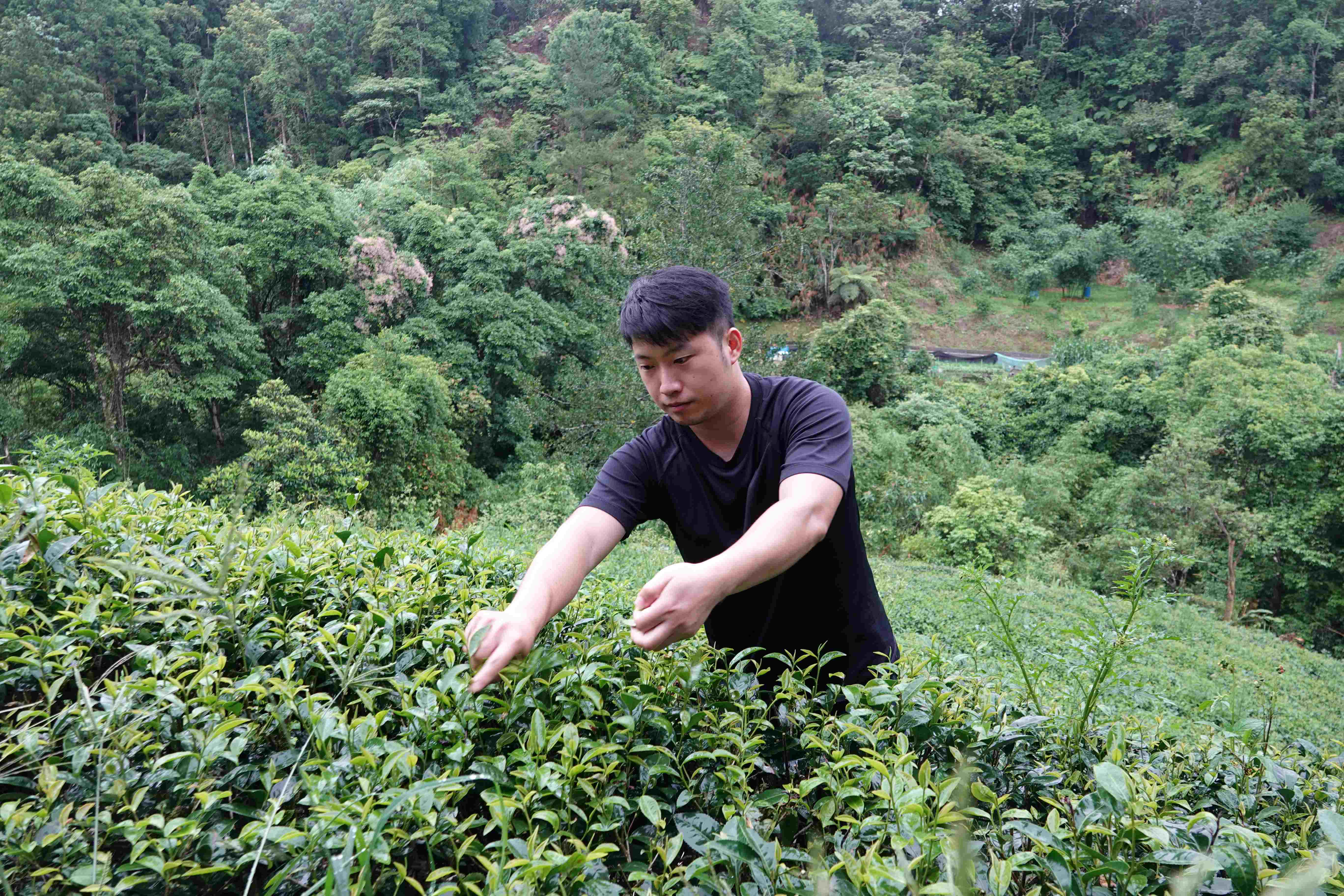 兒子方立宏返鄉4年在父親方均銓身邊學習種茶製茶