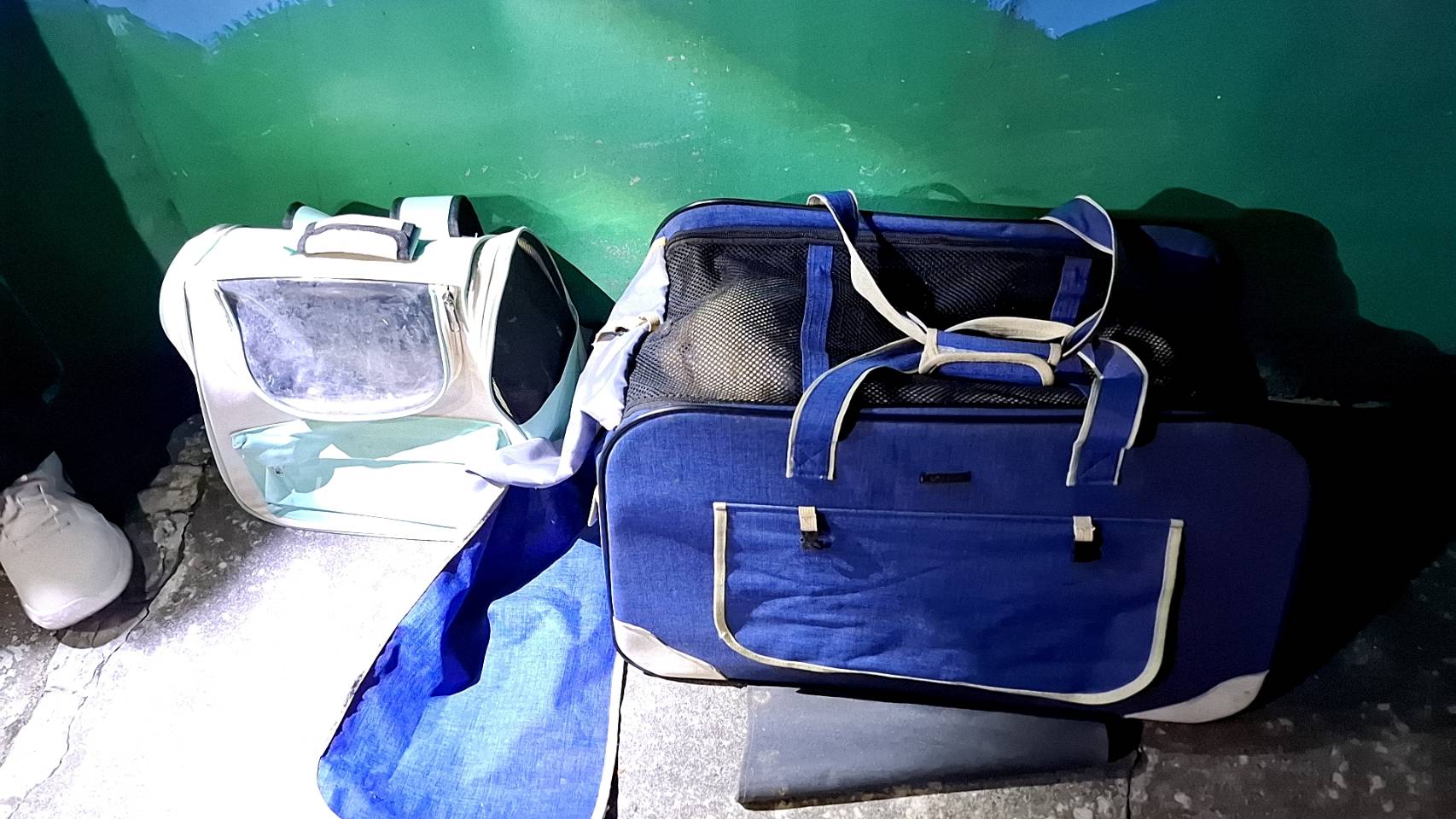 從犯嫌家中帶回1貓1狗至動保處安置