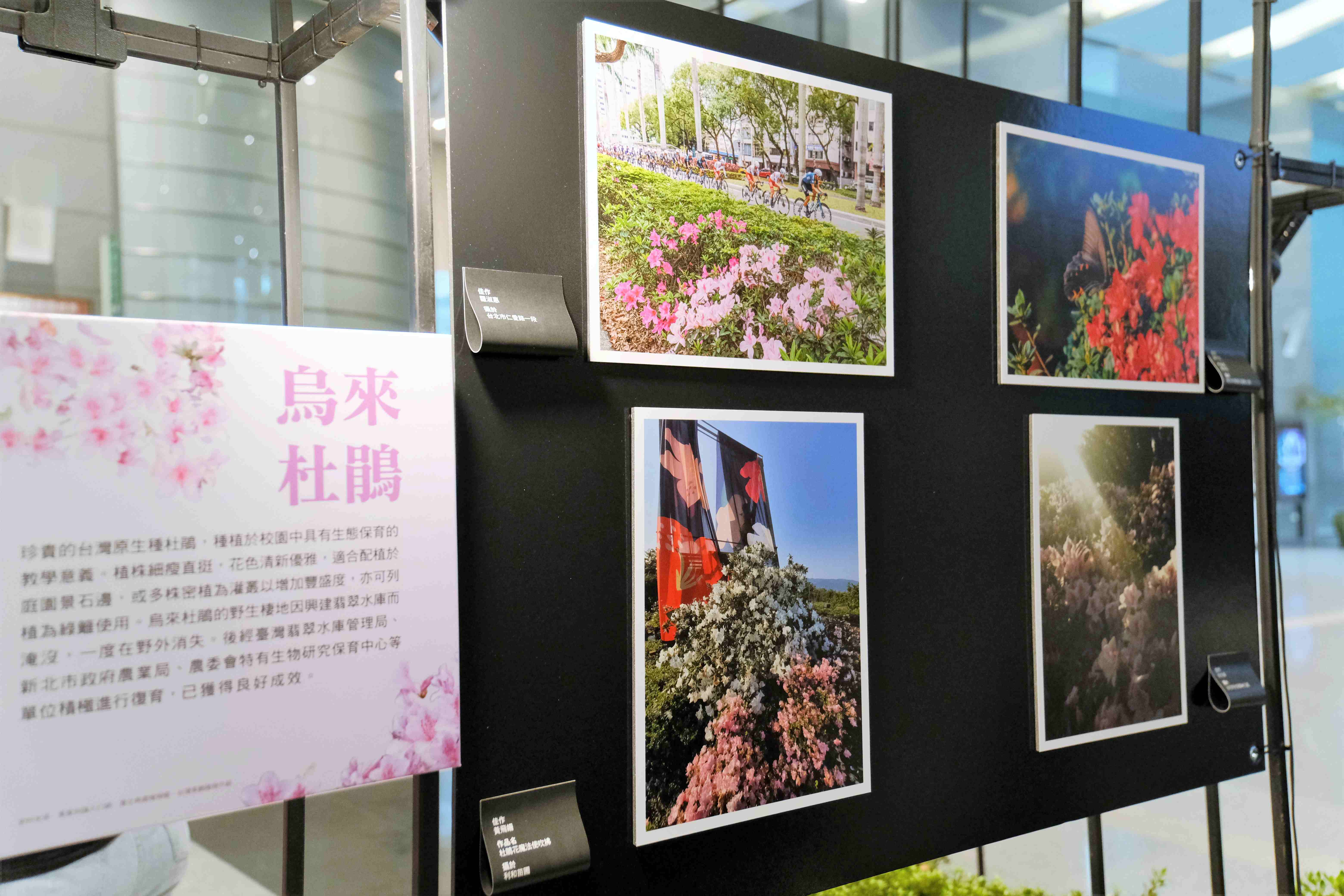 萬金杜鵑攝影展將展出16件獲獎作品