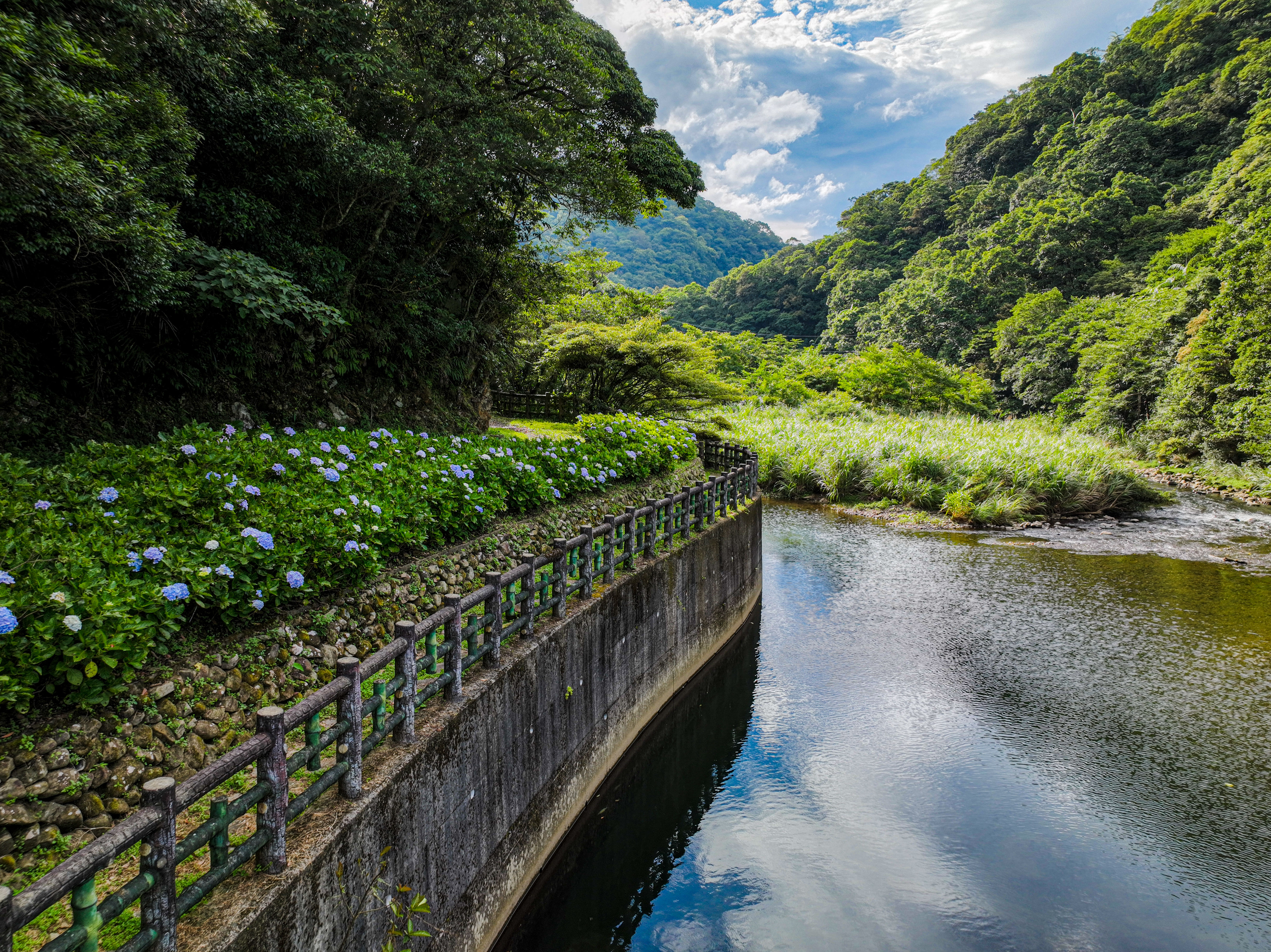 新北市景觀處在灣潭溪前打造水岸型景觀廊道與種植繡球花，夏季逐一盛開時予人清爽的美感
