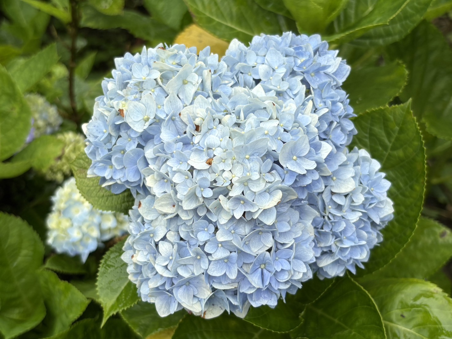 每年5月到6月初夏，繡球花季的來臨，灣潭古道的繡球花也迎來了盛開的季節