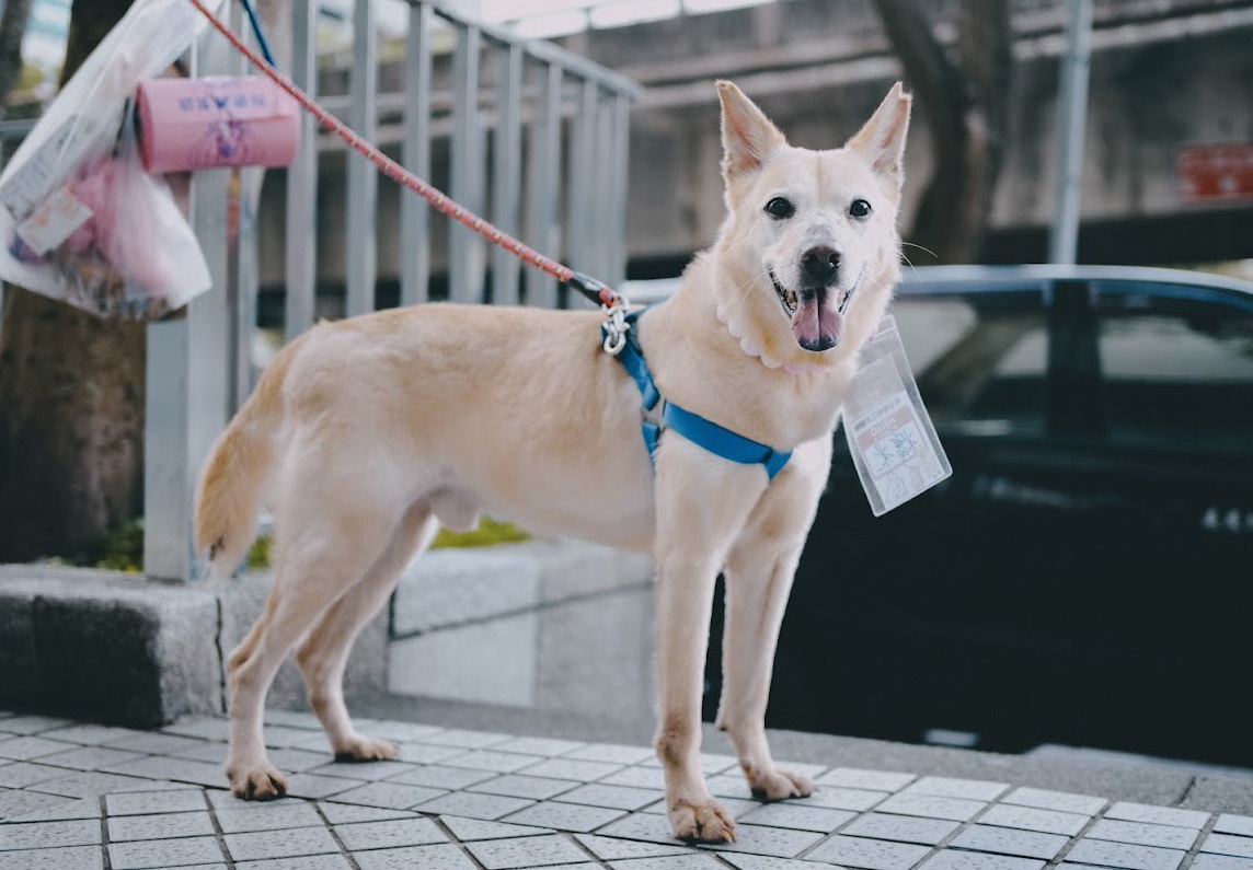 黃狗糯米參加認養會時帥氣的照片。
