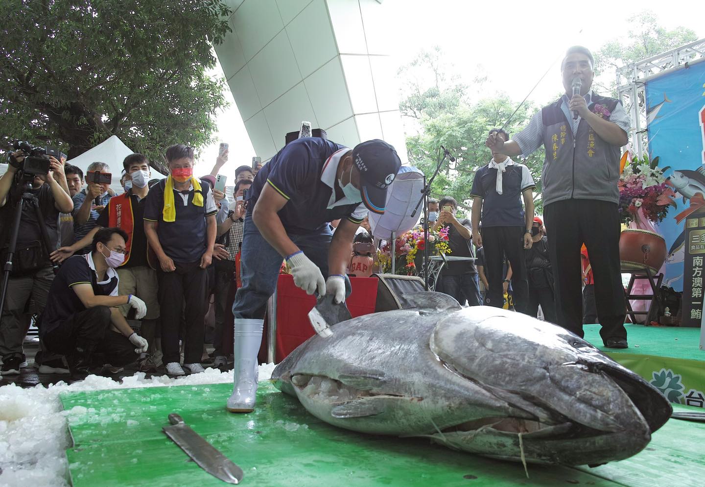 難得一見的「黑鮪魚解體秀」，6日傍晚5點就在淡水魚市前