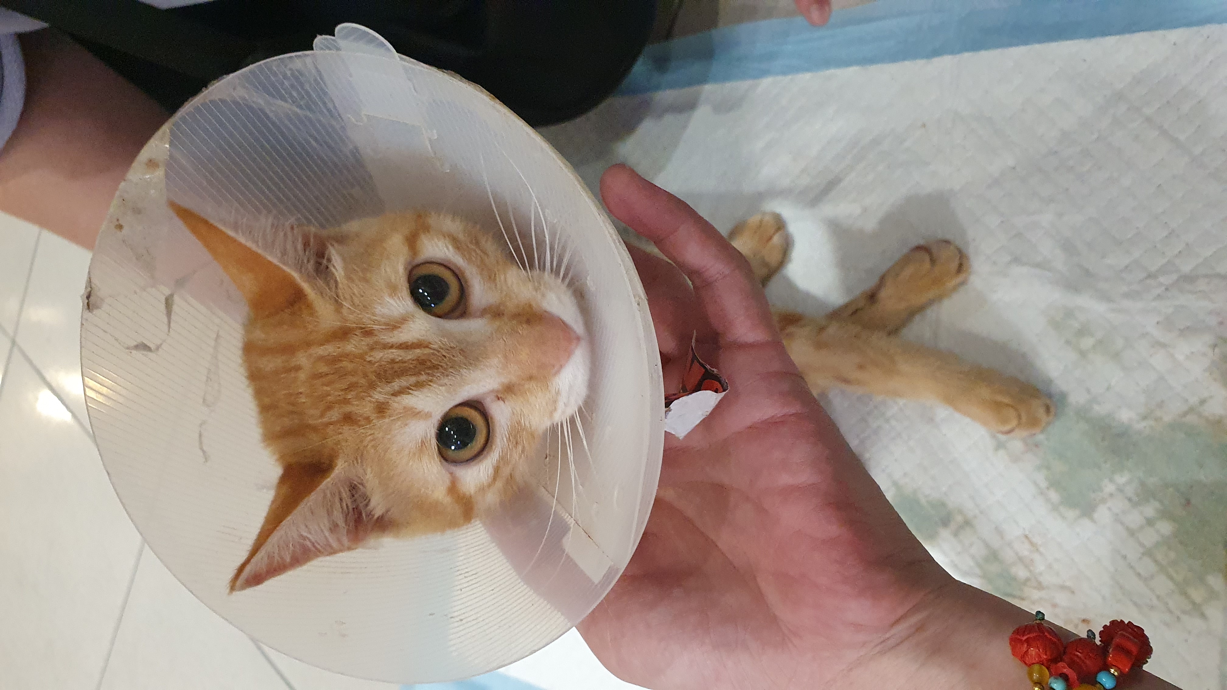 飼主正在為心心按摩下半身。