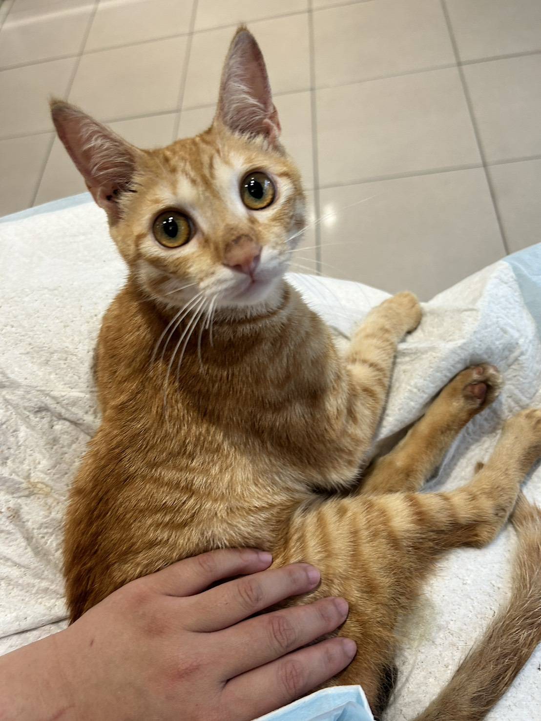 飼主幫心心清潔肛門。