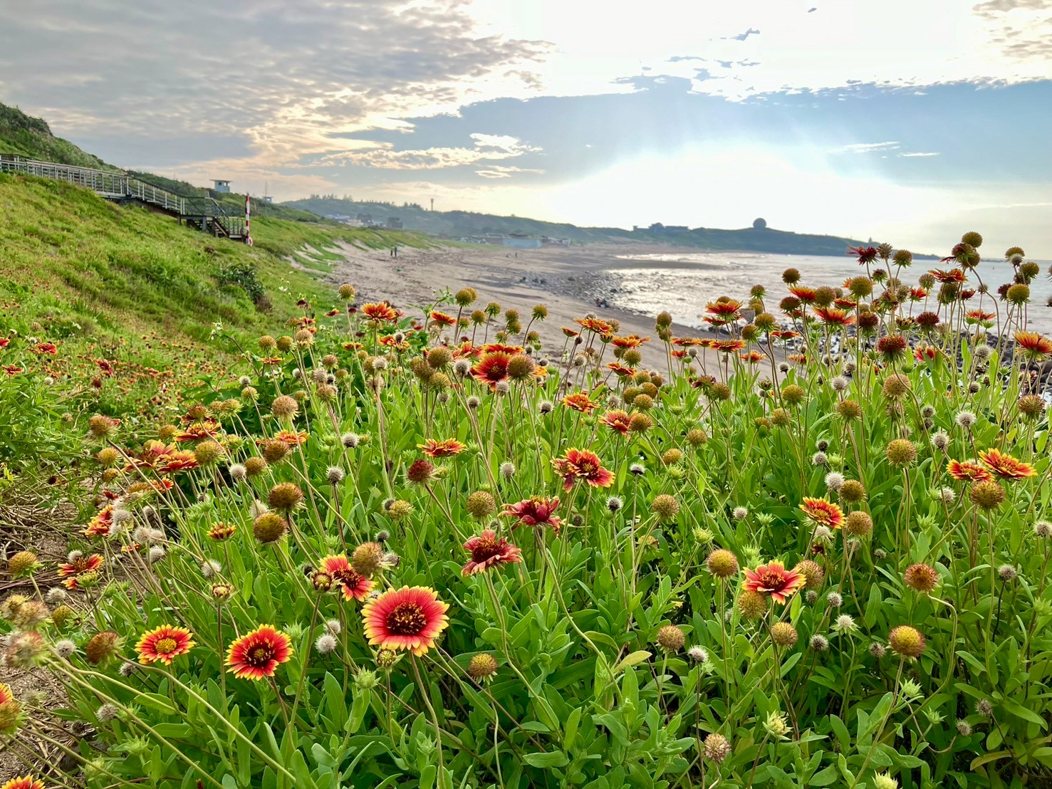 北海岸天人菊陸續盛開整片橘紅色花海鋪展在濱海景致中