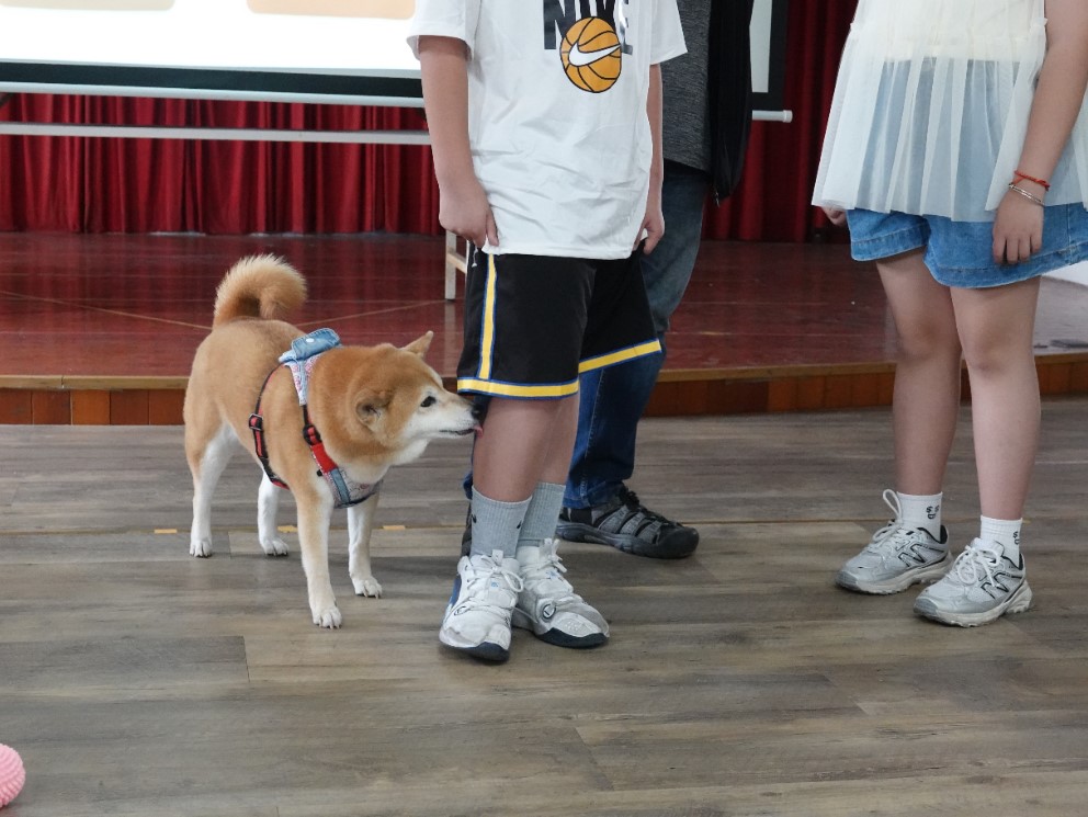  八里國小孩童看到柴犬小米老師十分開心，小米很放鬆地舔孩童。