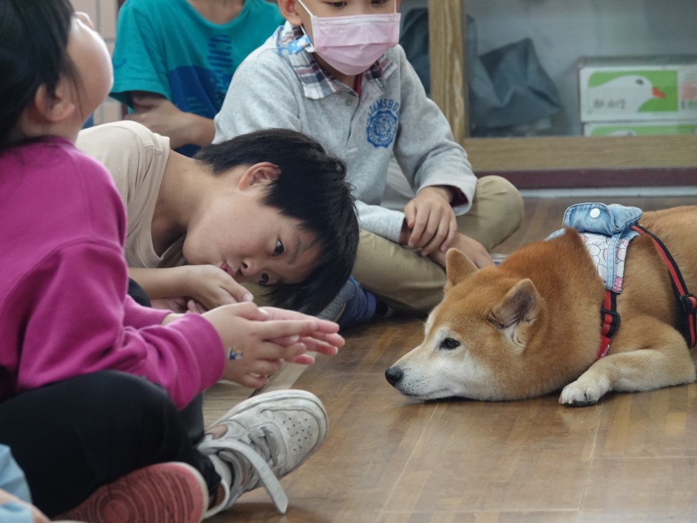 水源國小孩童安靜地讓柴犬小米老師帶在旁邊。