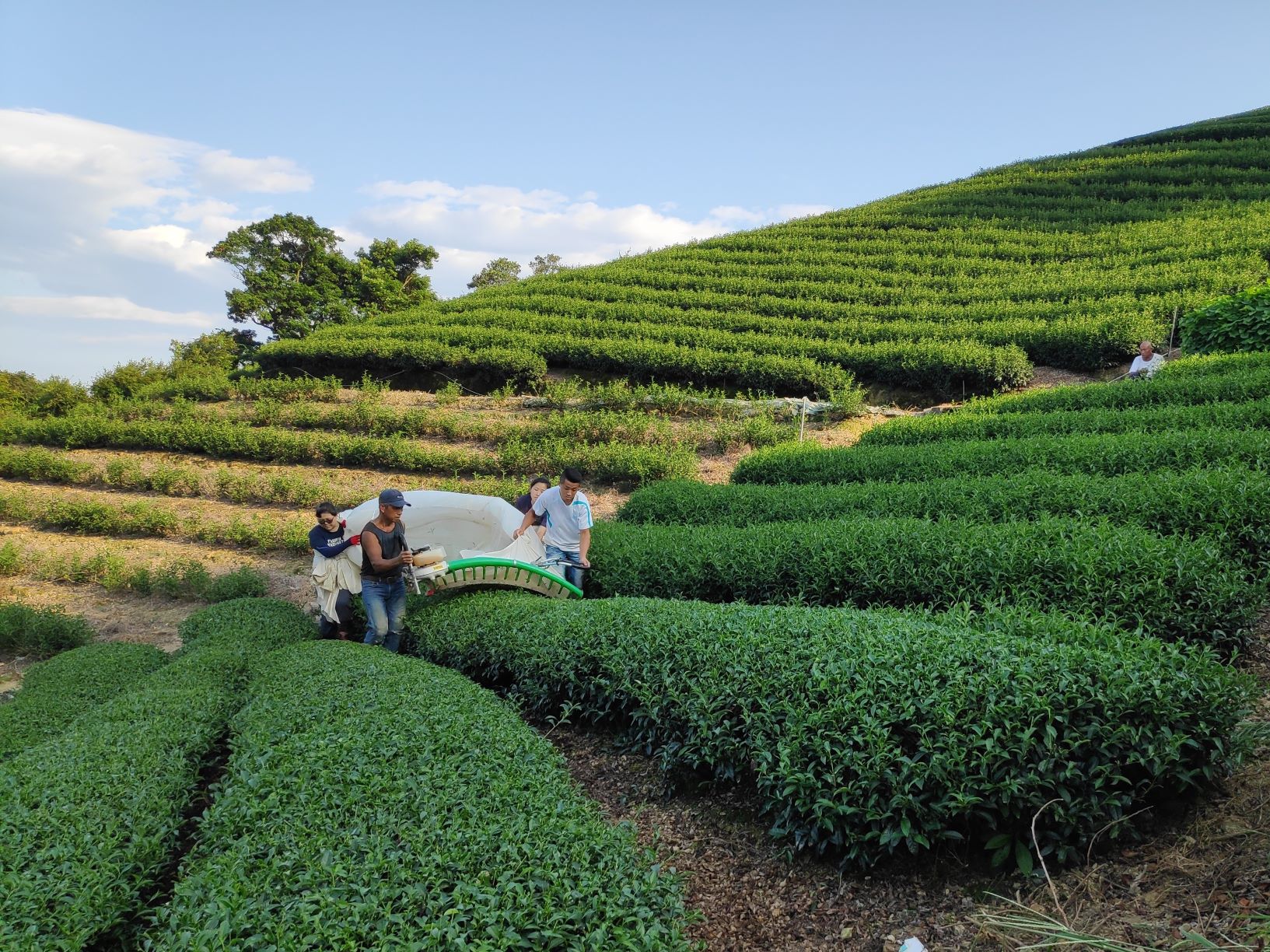  包種茶為全台灣特色茶中最「香」的茶，新北市是臺灣最主要的條形包種茶產區有「百萬冠軍茶」美譽