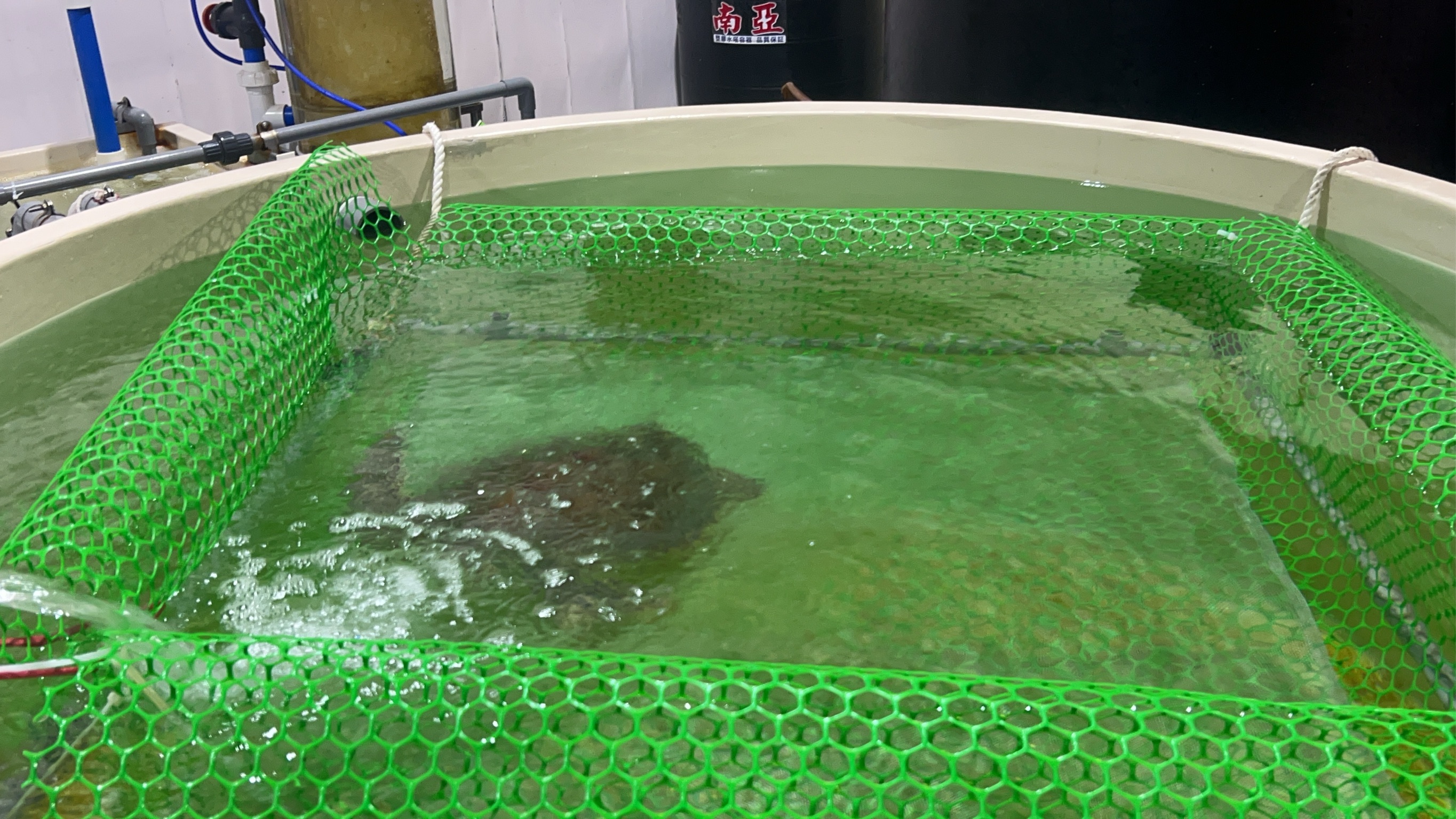 虛弱海龜個體於復健池獨立照養
