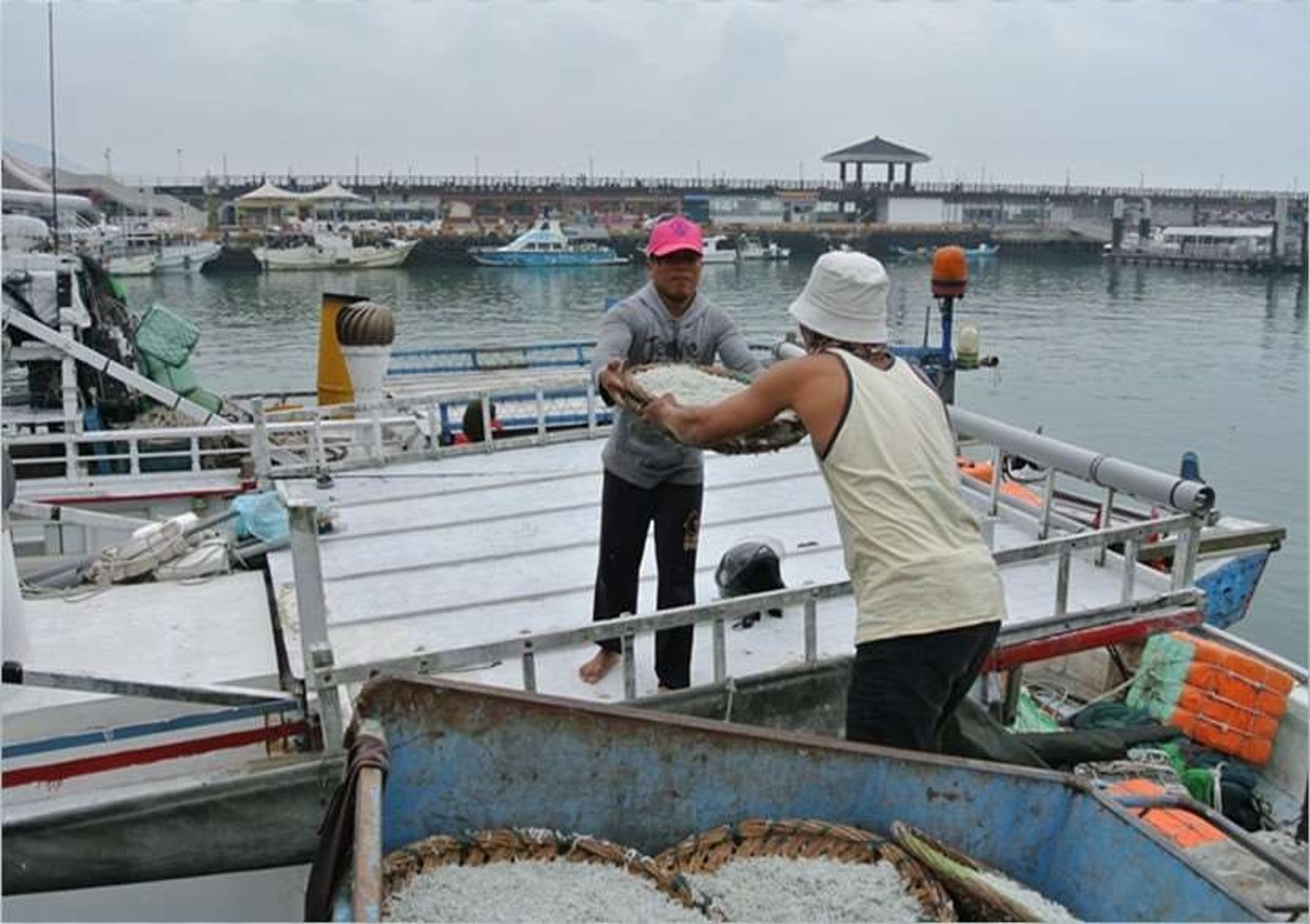 淡水區為本市魩鱙漁業主要產地