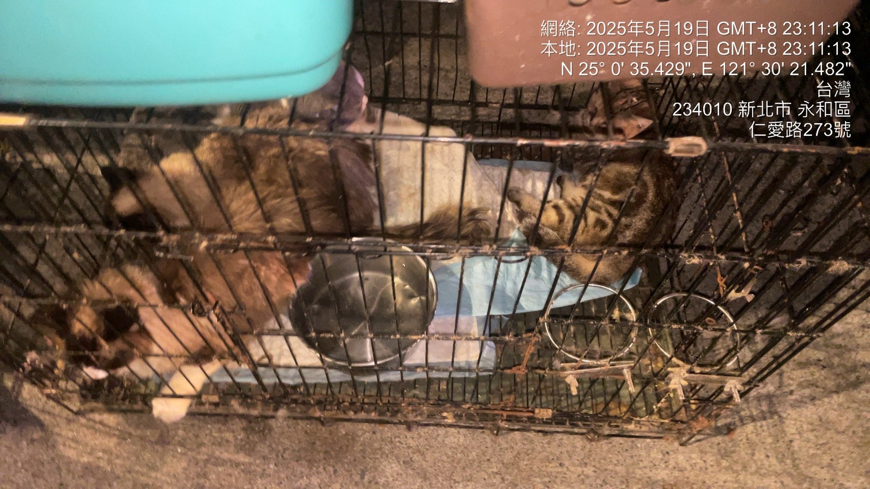 現場多隻貓隻待認養。