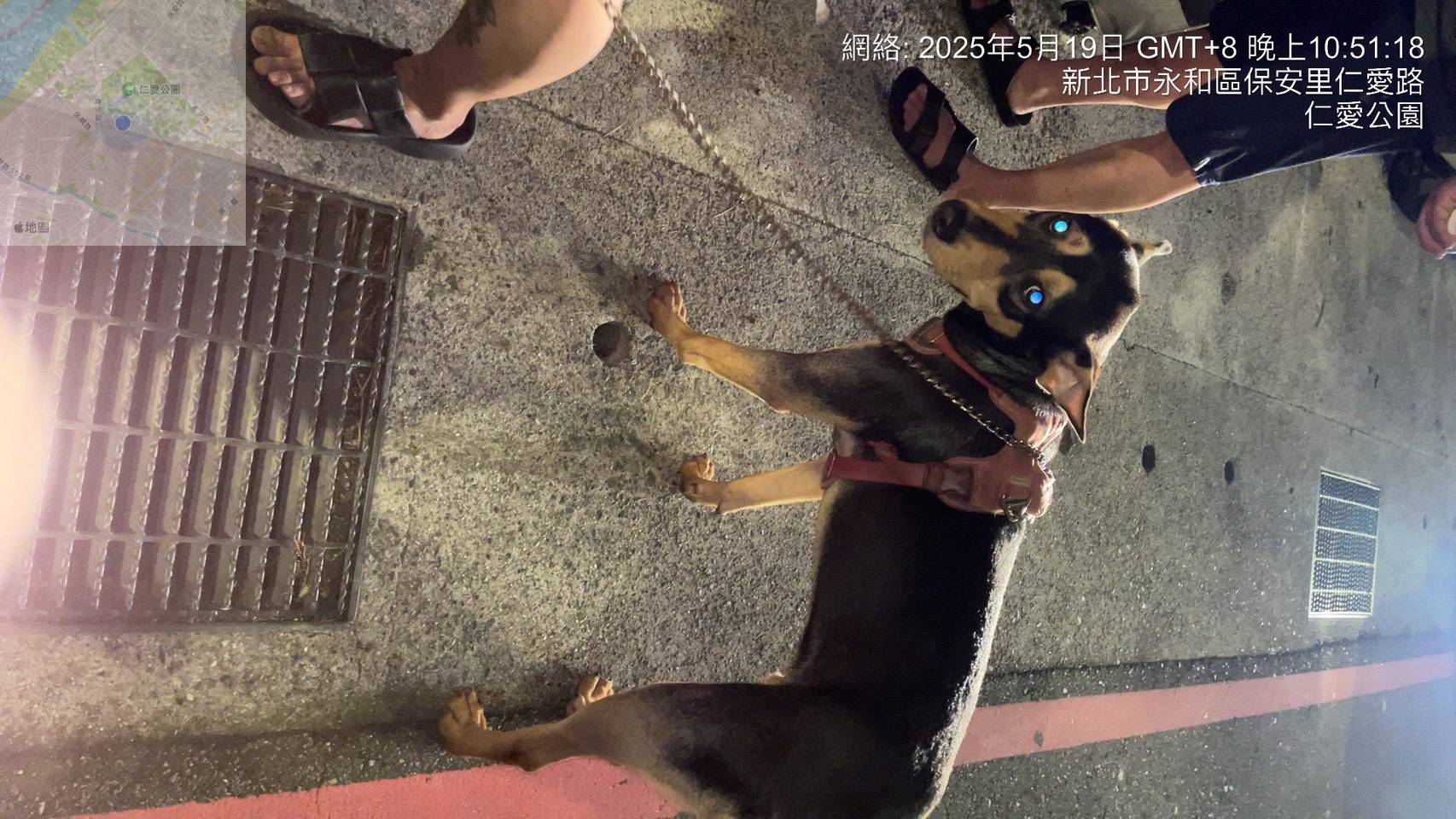 其中也有犬隻待認養。