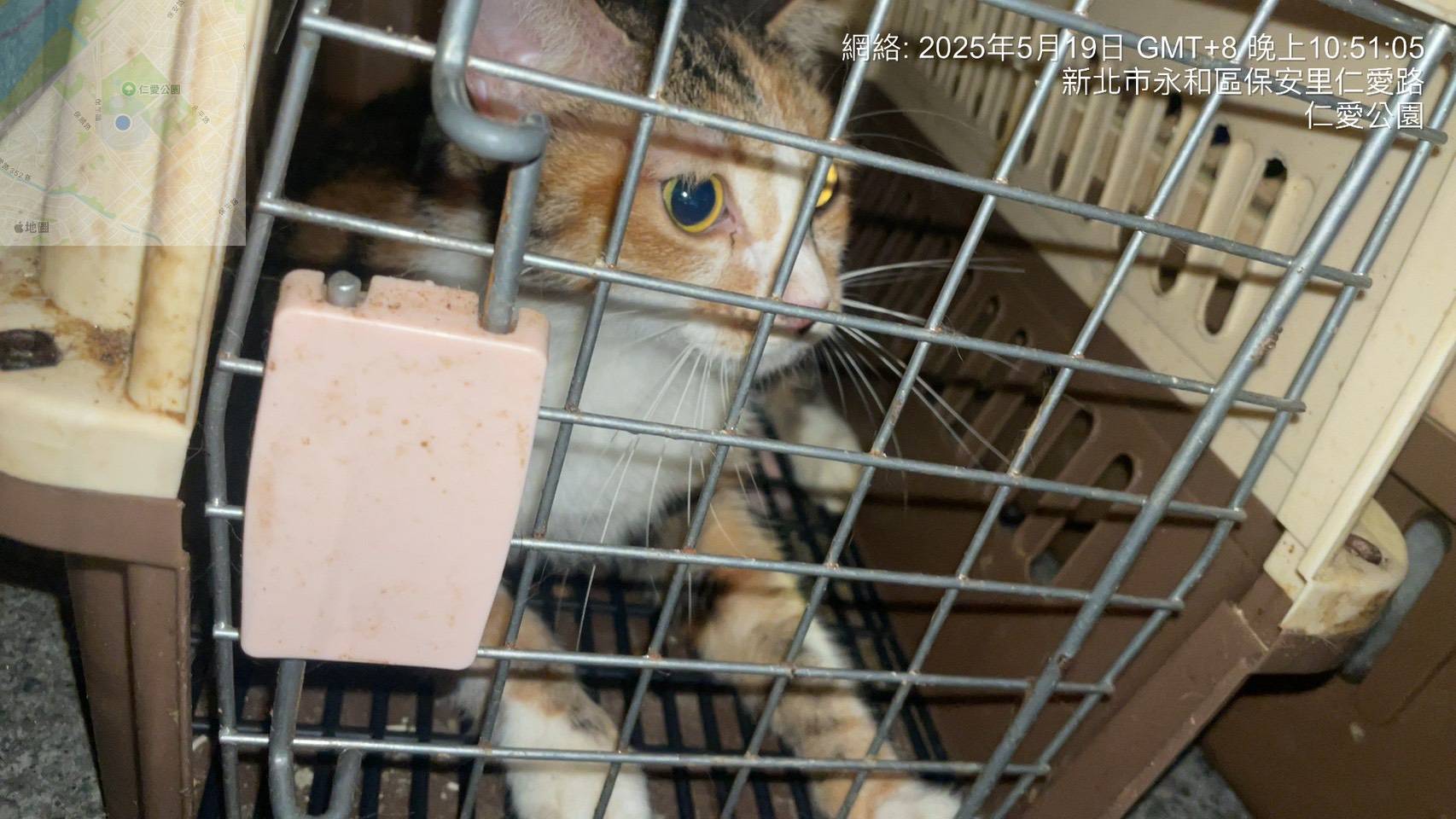 多位愛心民眾現場辦理認養。