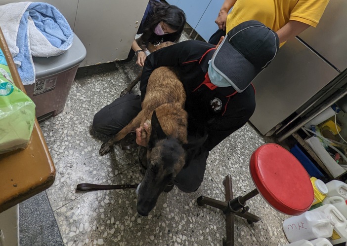 Yuri施打狂犬病疫苗中。