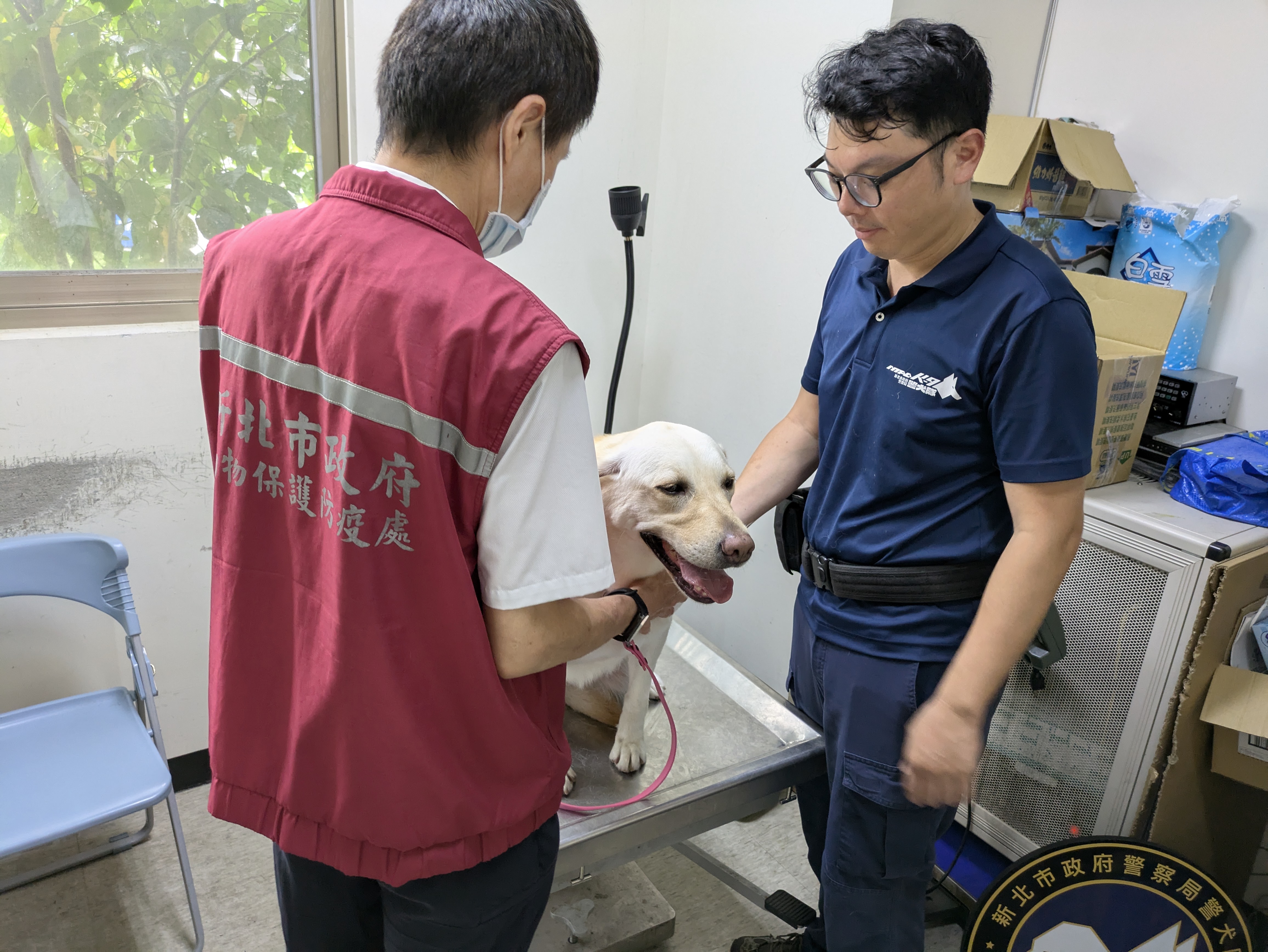  動保處獸醫師幫警犬Tori進行健康檢查。