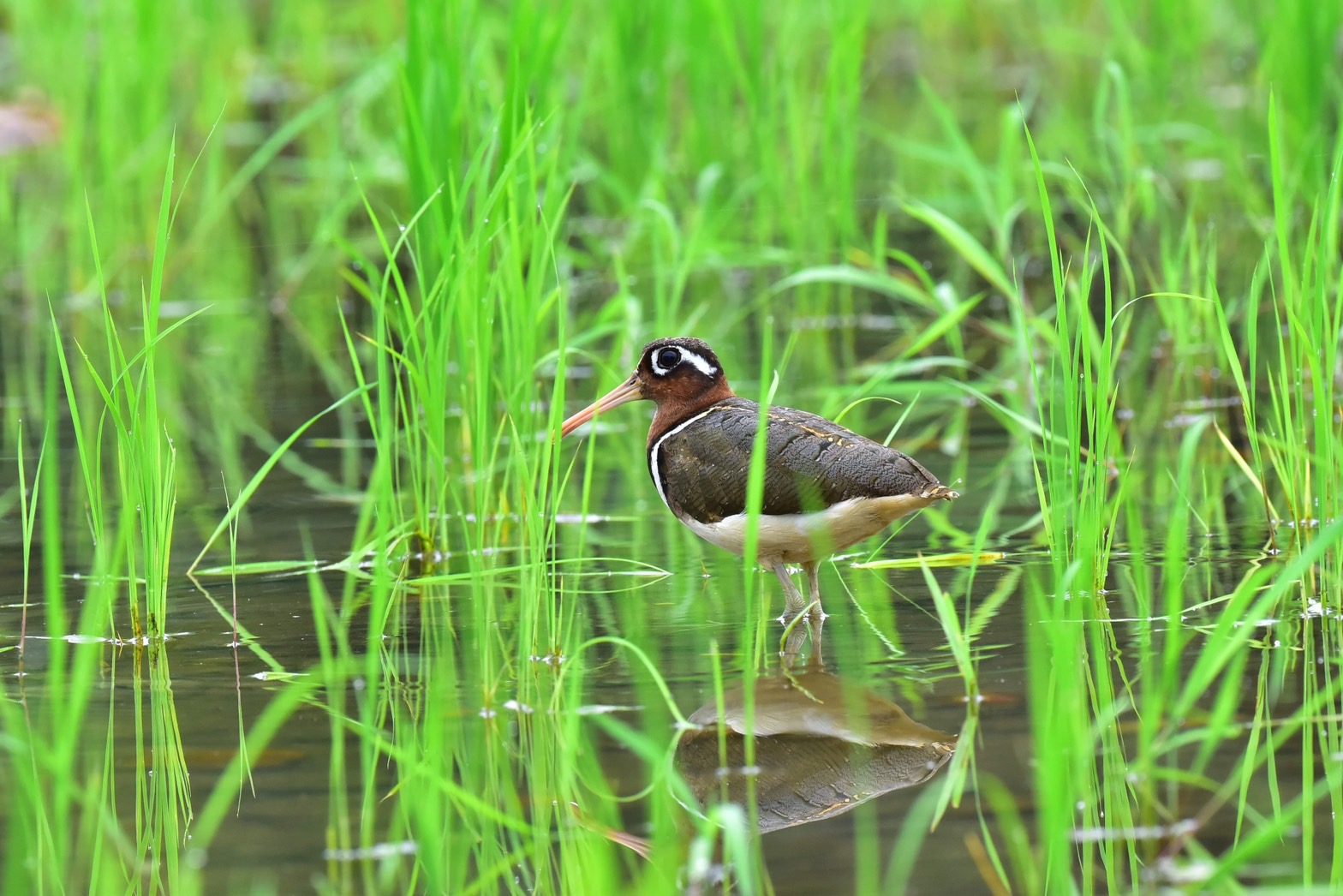  板橋新海溼地常有彩鷸出沒(鳥友提供)。