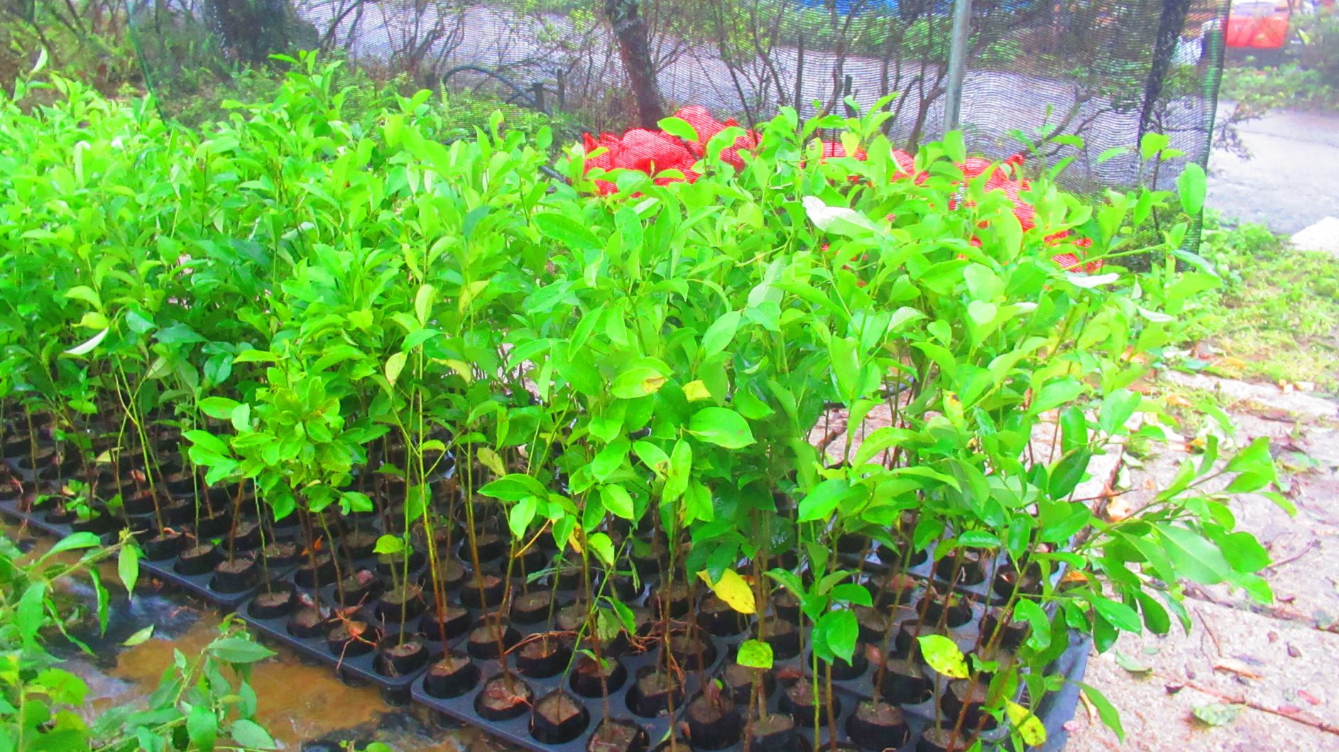  「為地球種下一棵樹&mdash;百萬人種百萬樹」專屬網站上，民眾可選擇心儀樹種與植樹地點