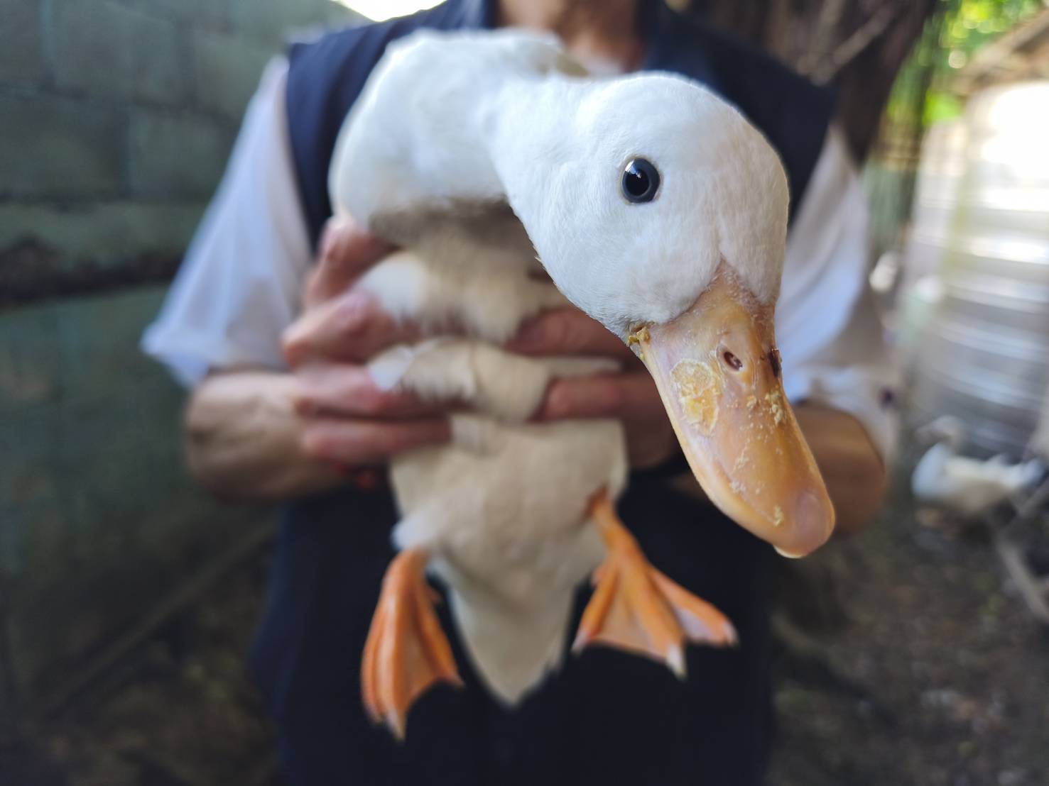  飼主林小姐非常高興找到自家寵物。