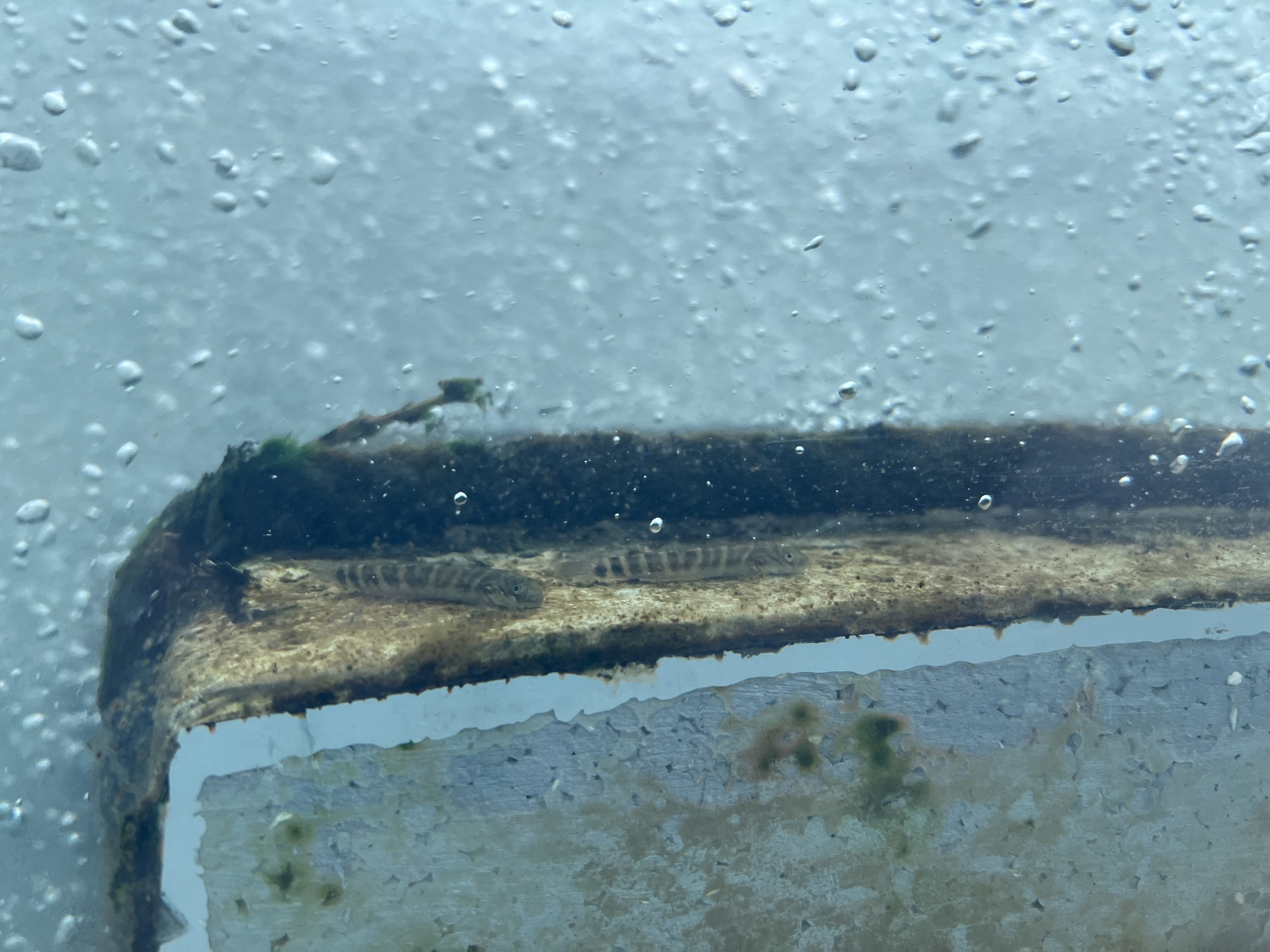 日本禿頭鯊泳入碧潭堰魚道(觀察窗處)。