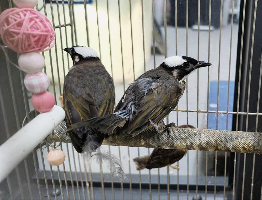 鳥首如其名有著一頭「白髮」，是牠們最明顯特徵。