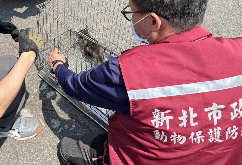 動保員成功救出僅約500公克幼貓。