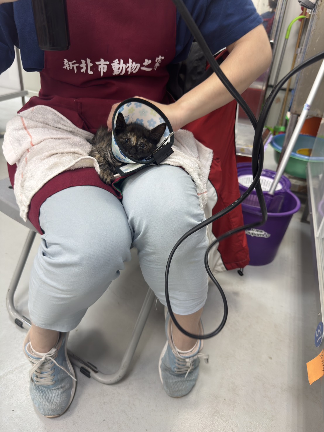  經檢查花花輕微脫水與驚嚇反應。