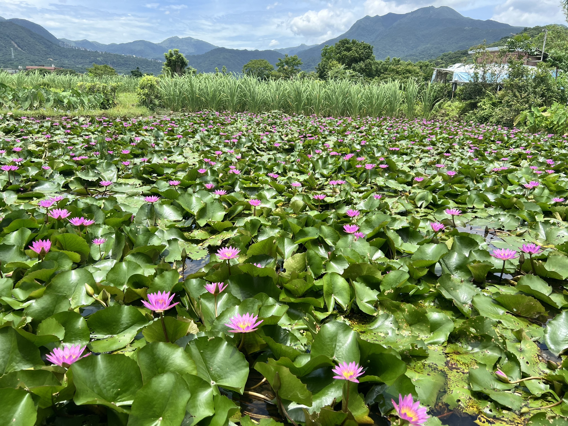 蓮花盛開金山六三農再社區蓮花遊程開放報名.jpg