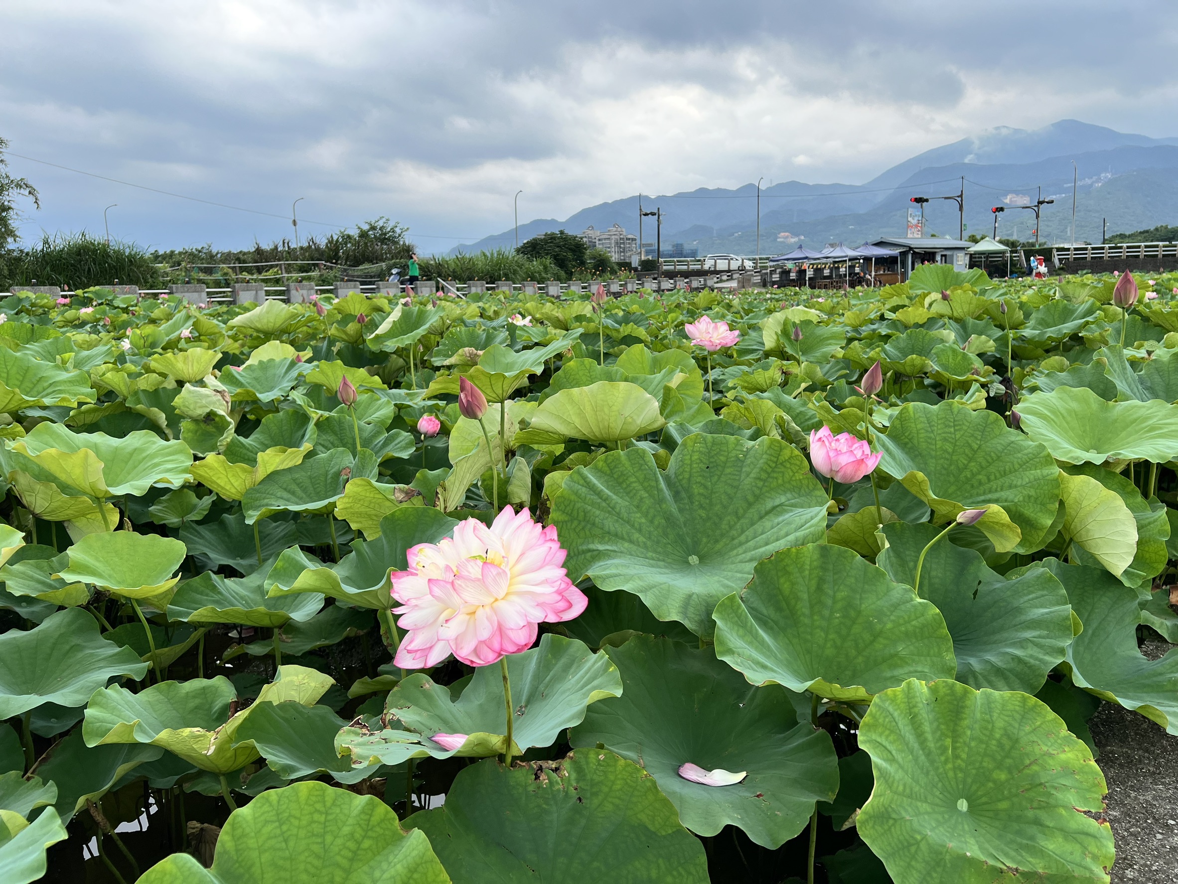 金山六三農再社區種植許多牡丹蓮.jpg