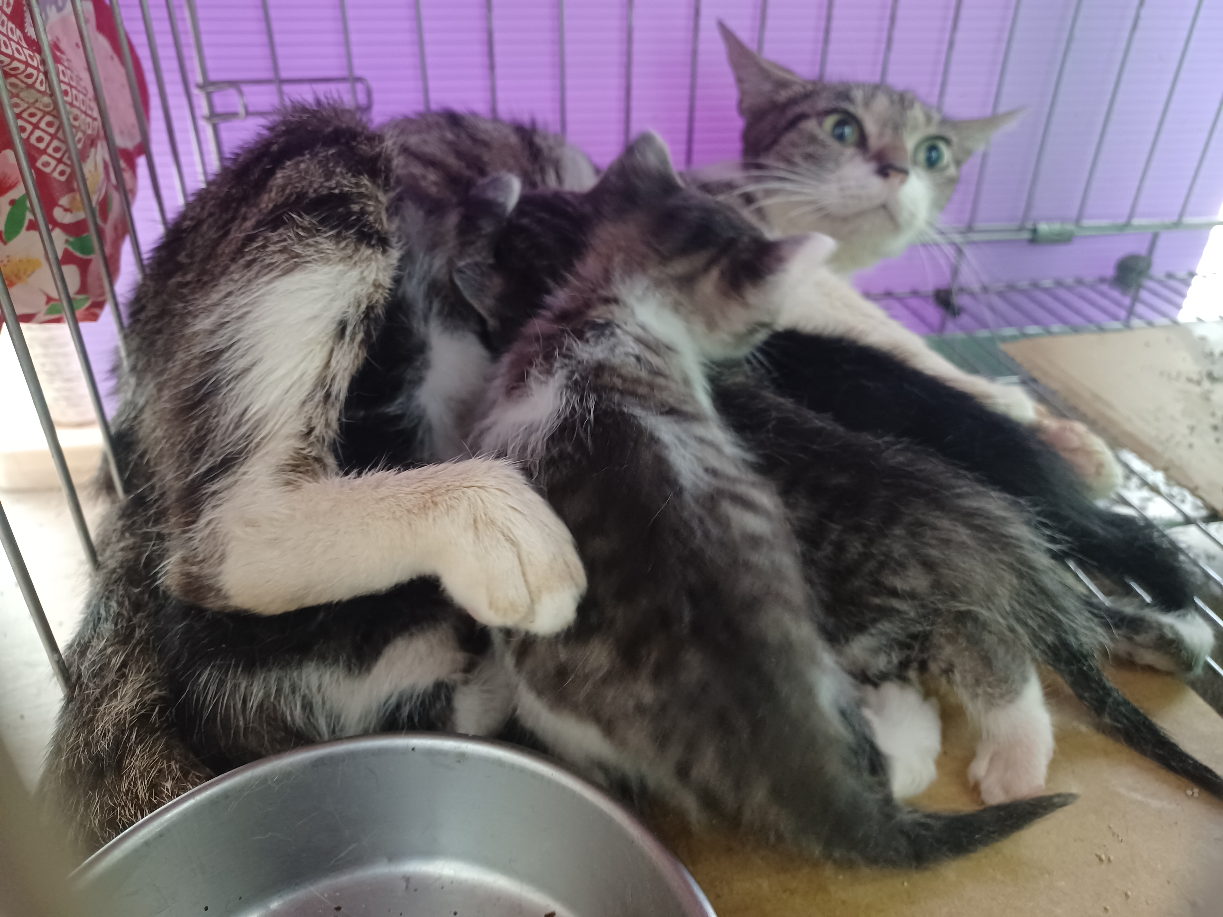 圖一、母貓乳汁內有移行抗體可以保護奶貓，避免疫苗補強前的感染。