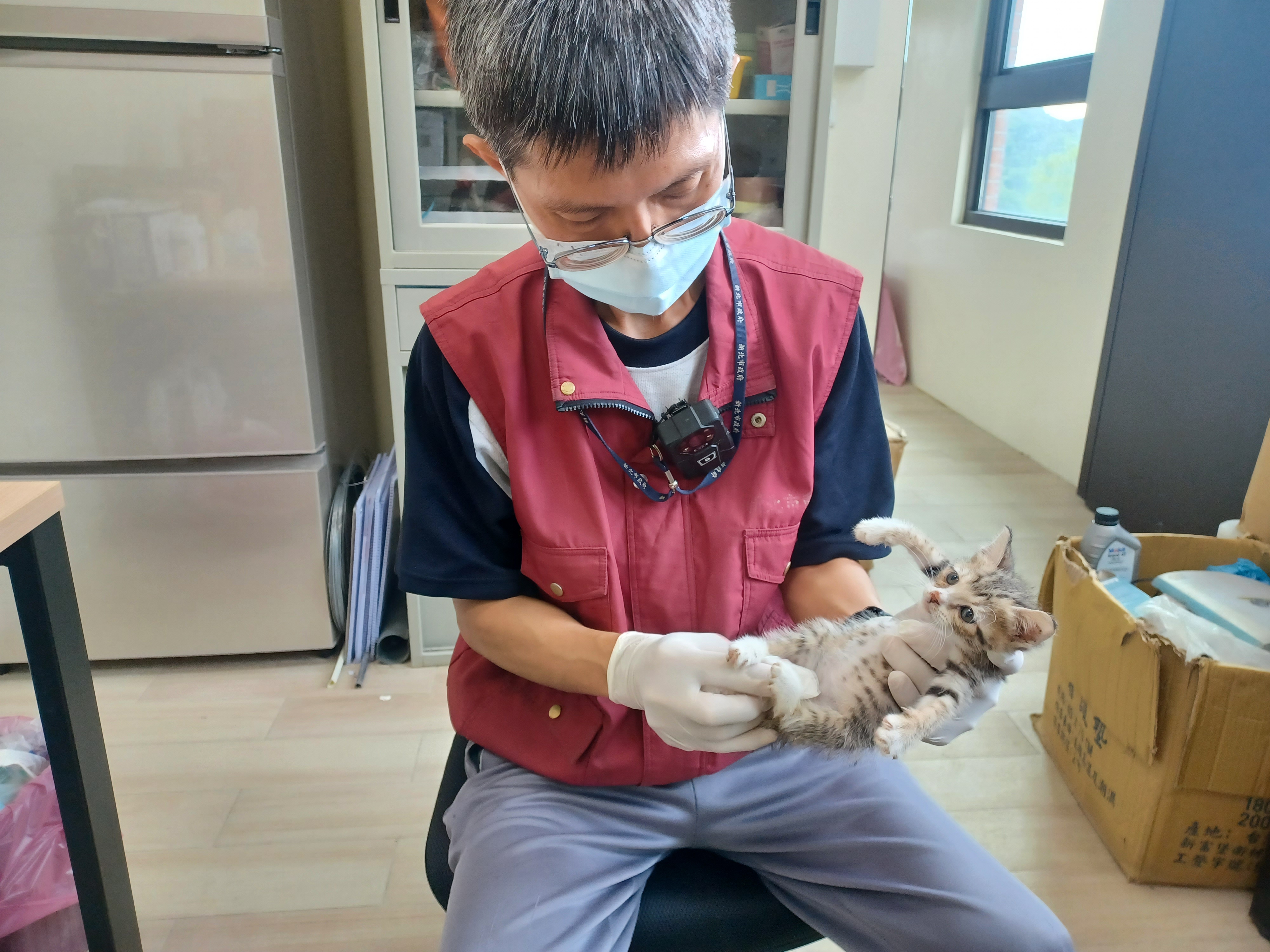 圖五、飼養技巧上還需哺乳前後，棉布沾溫水刺激奶貓外生殖器與肛門周遭以促進排泄糞、尿。