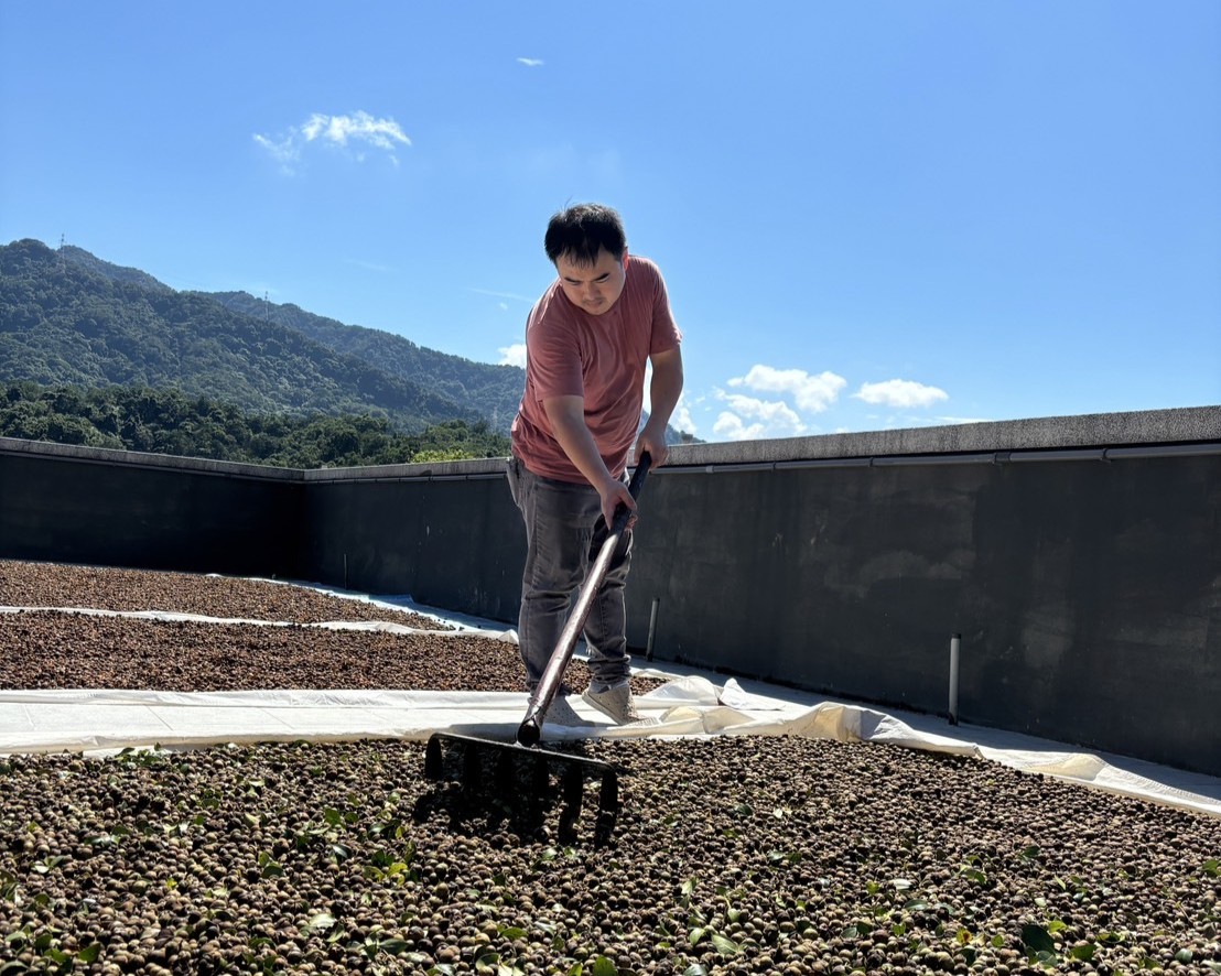  陳宣和每年秋季採收茶籽製作苦茶油