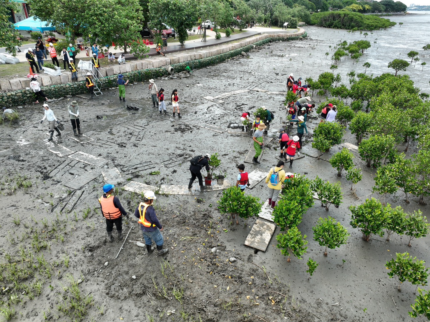 國小生走入淡水河灘地清除紅樹林幼苗
