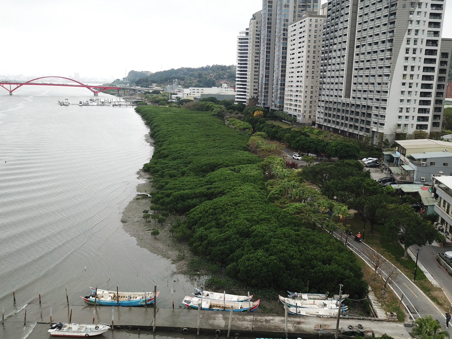 淡水河紅樹林嚴重擴張 造成灘地陸化