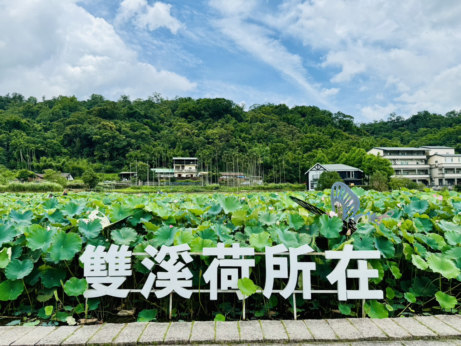 「雙溪區上林里荷花田」面積廣達7公頃，好山好水的鄉村美景是遠離塵囂的好地方