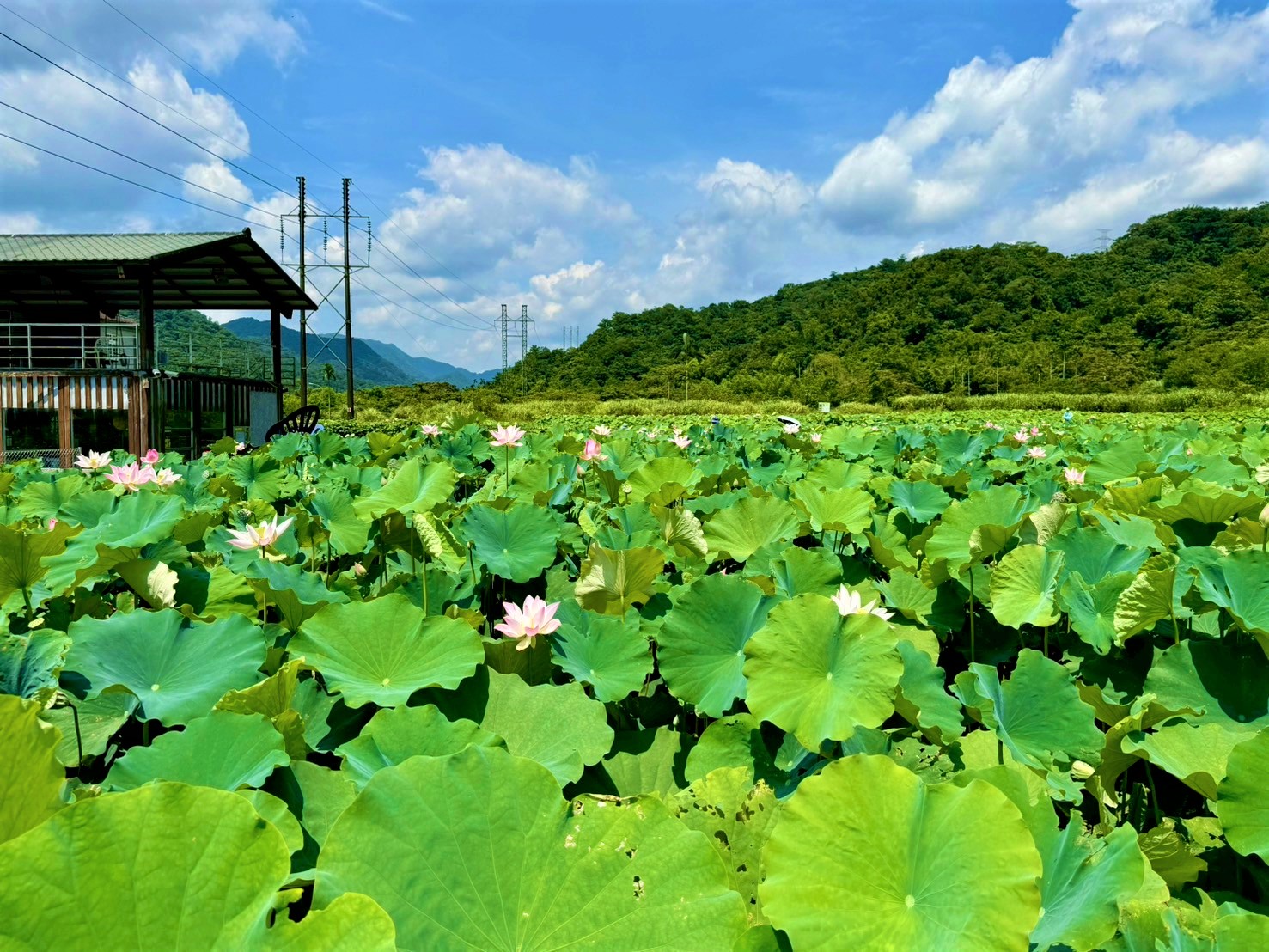 雙溪上林荷花田已粉嫩盛開中，清新荷花與山林間美麗的自然景觀相映，是近年熱門的賞荷景點