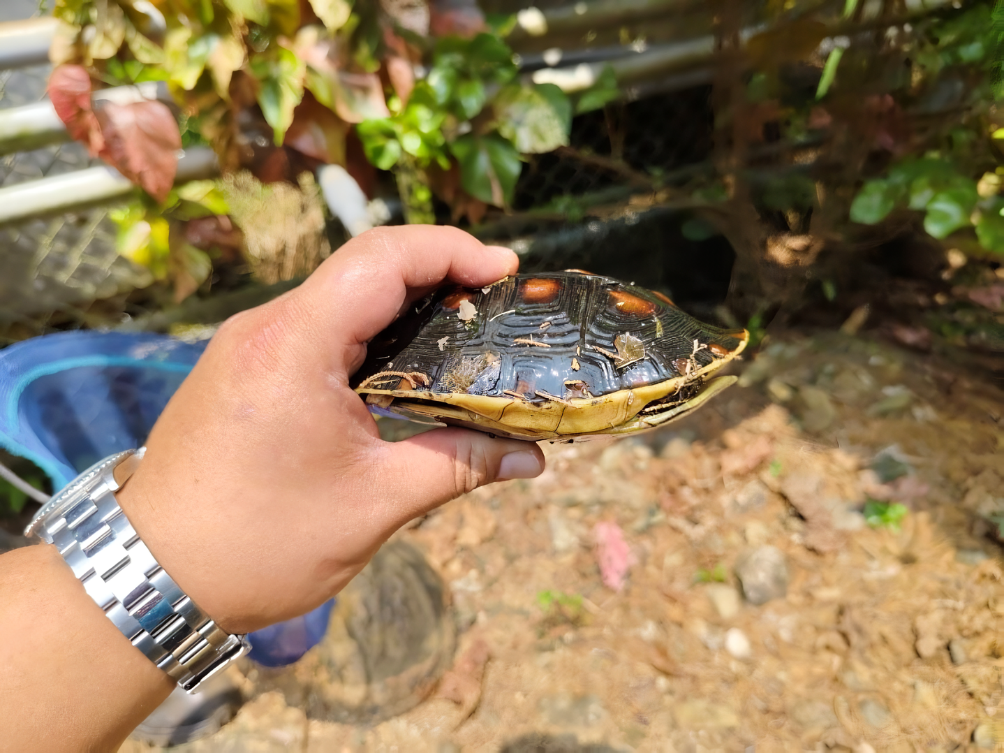 食蛇龜遇到危險時會將四肢及頭部縮入殼內，並把腹甲閉合。