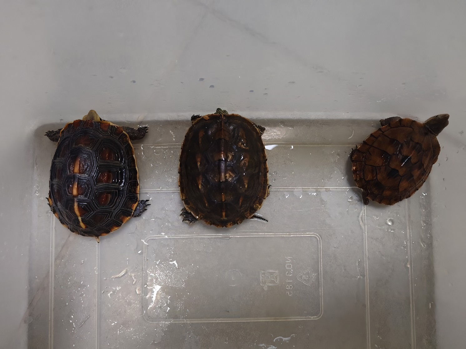  臺灣常見之三種原生龜類，由左至右分別為食蛇龜、斑龜及柴棺龜。